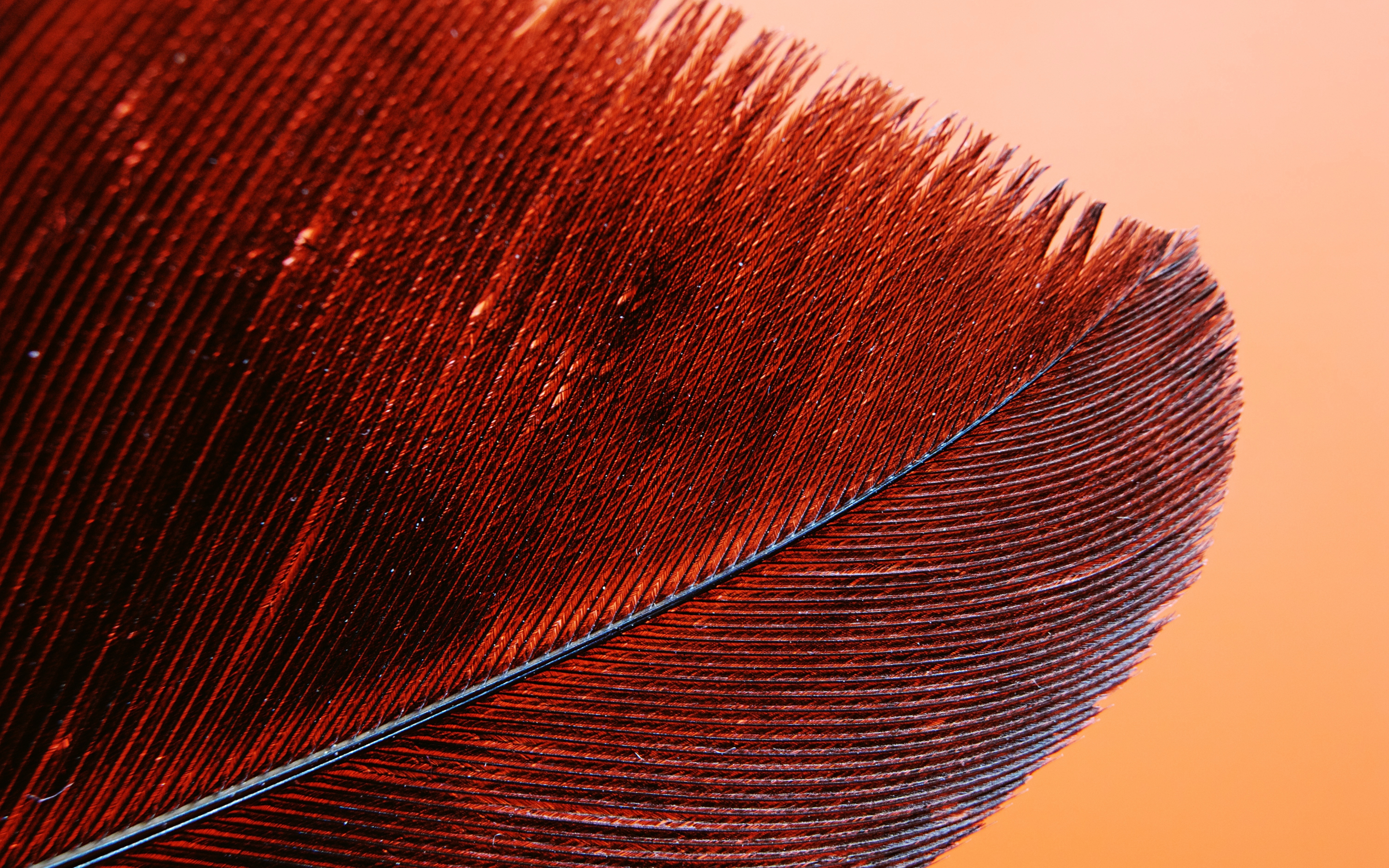 Red feather, bird's feather, closeup pattern, 2880x1800 wallpaper