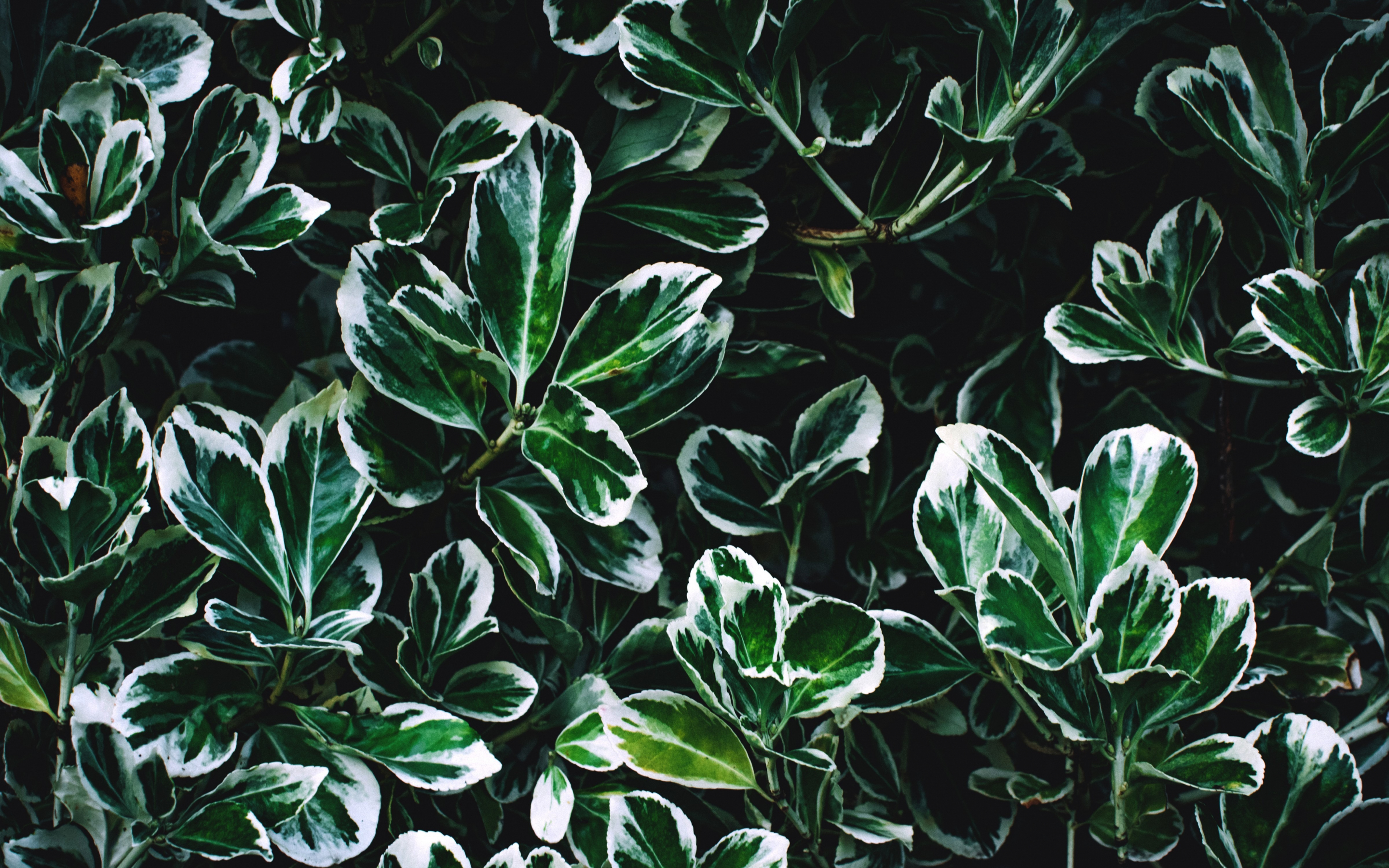 Leaves, green and white leaves, close up, 2880x1800 wallpaper