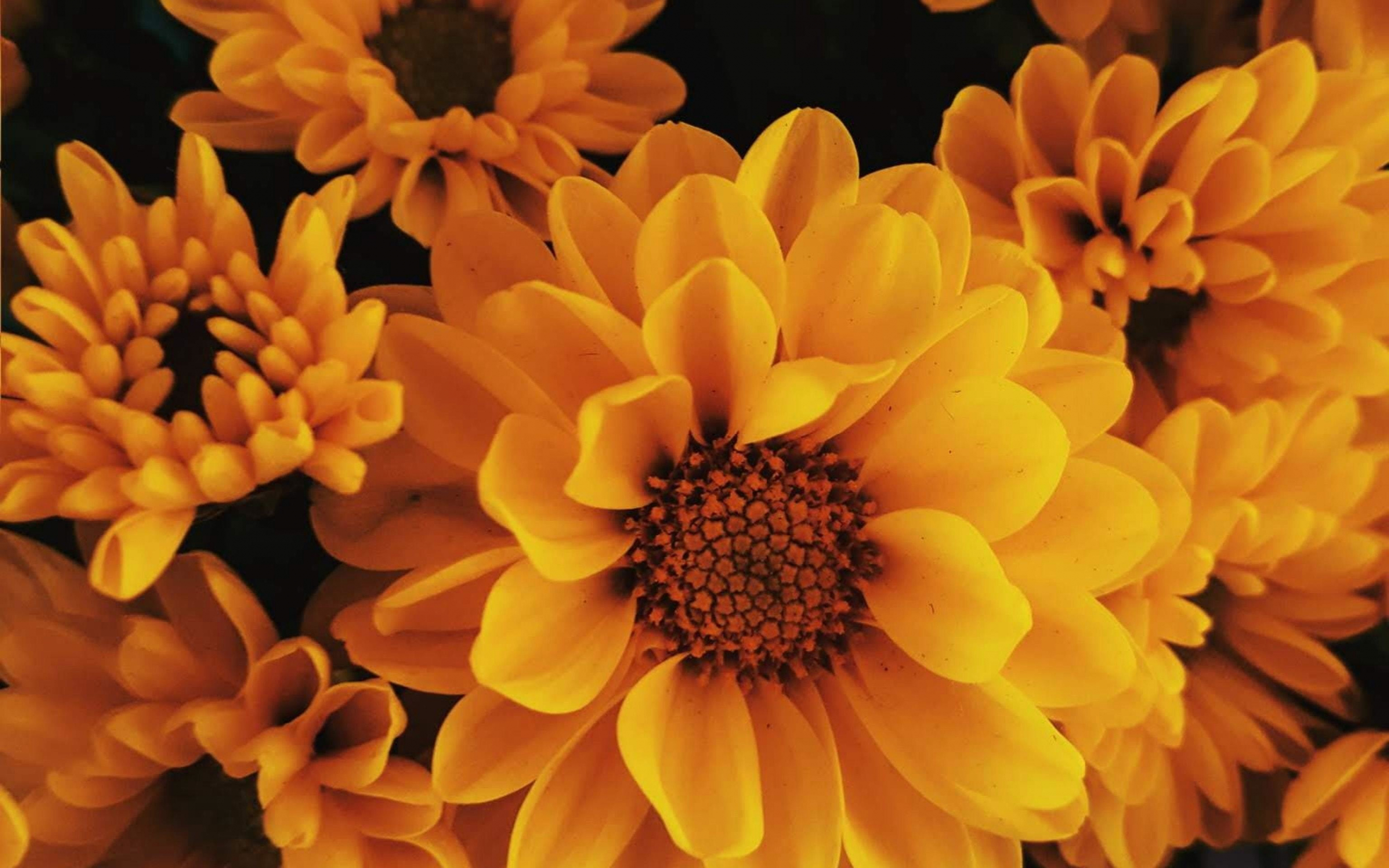 Blooming, flowers, yellow, close up, 2880x1800 wallpaper