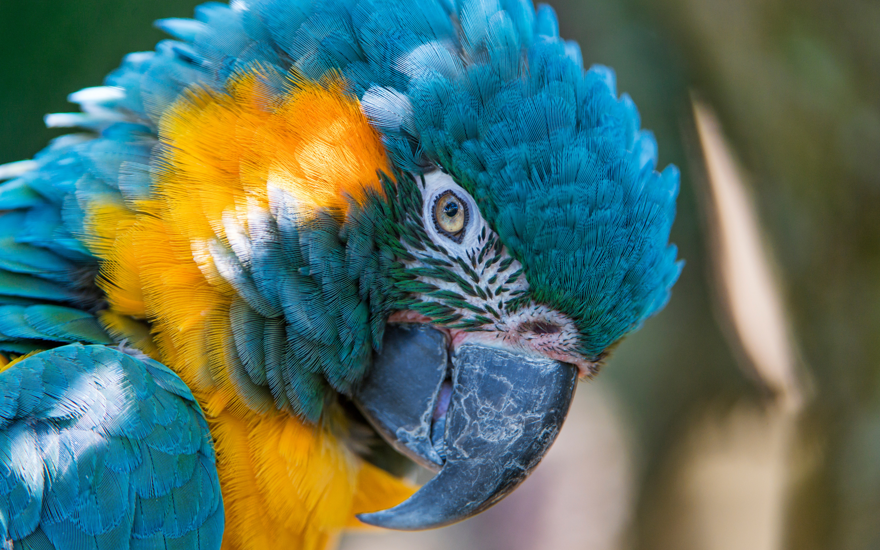 Macaw, parrot, colorful bird, muzzle, close up, 2880x1800 wallpaper