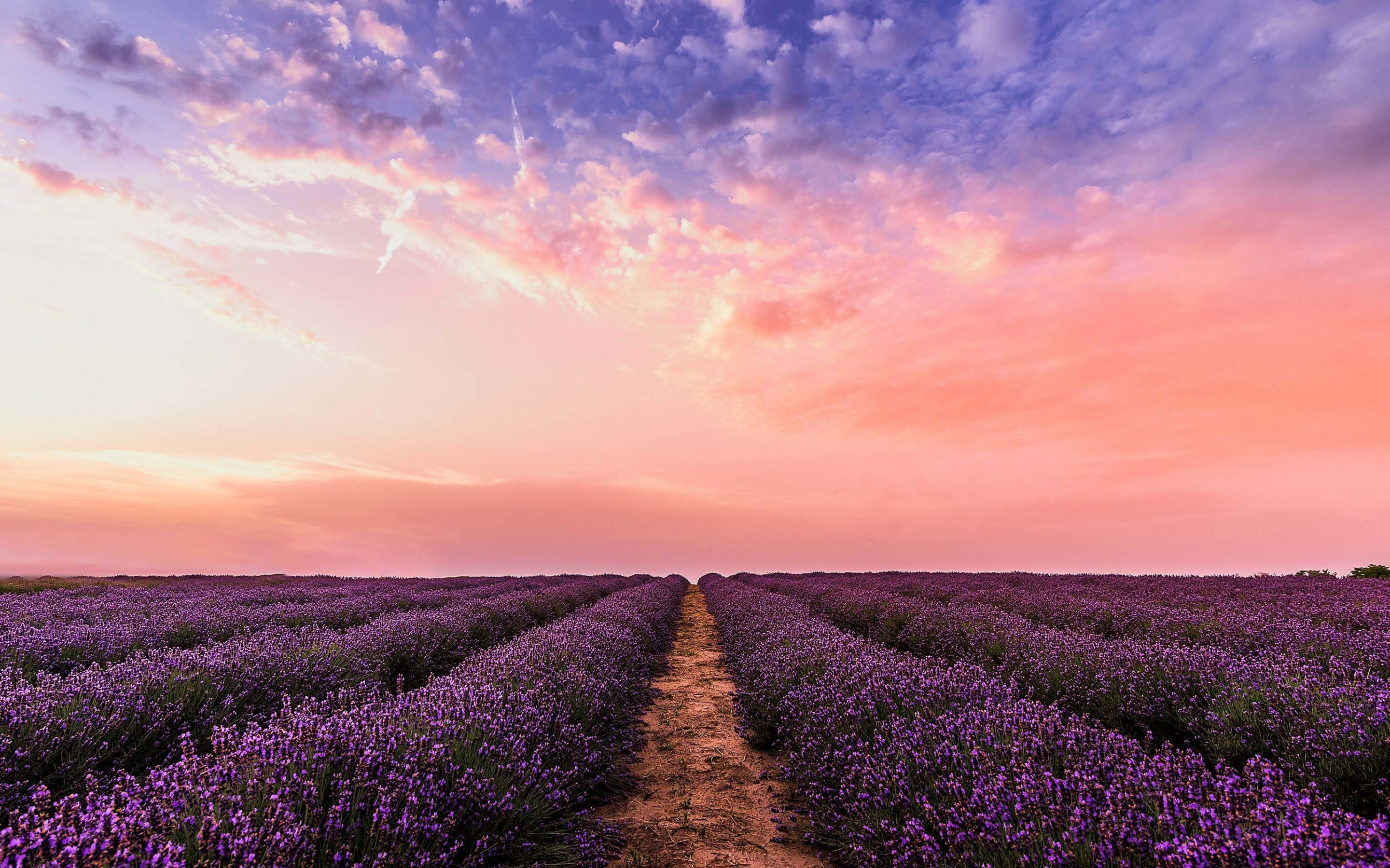 Lavender, flowers, farm, sunset, 2880x1800 wallpaper