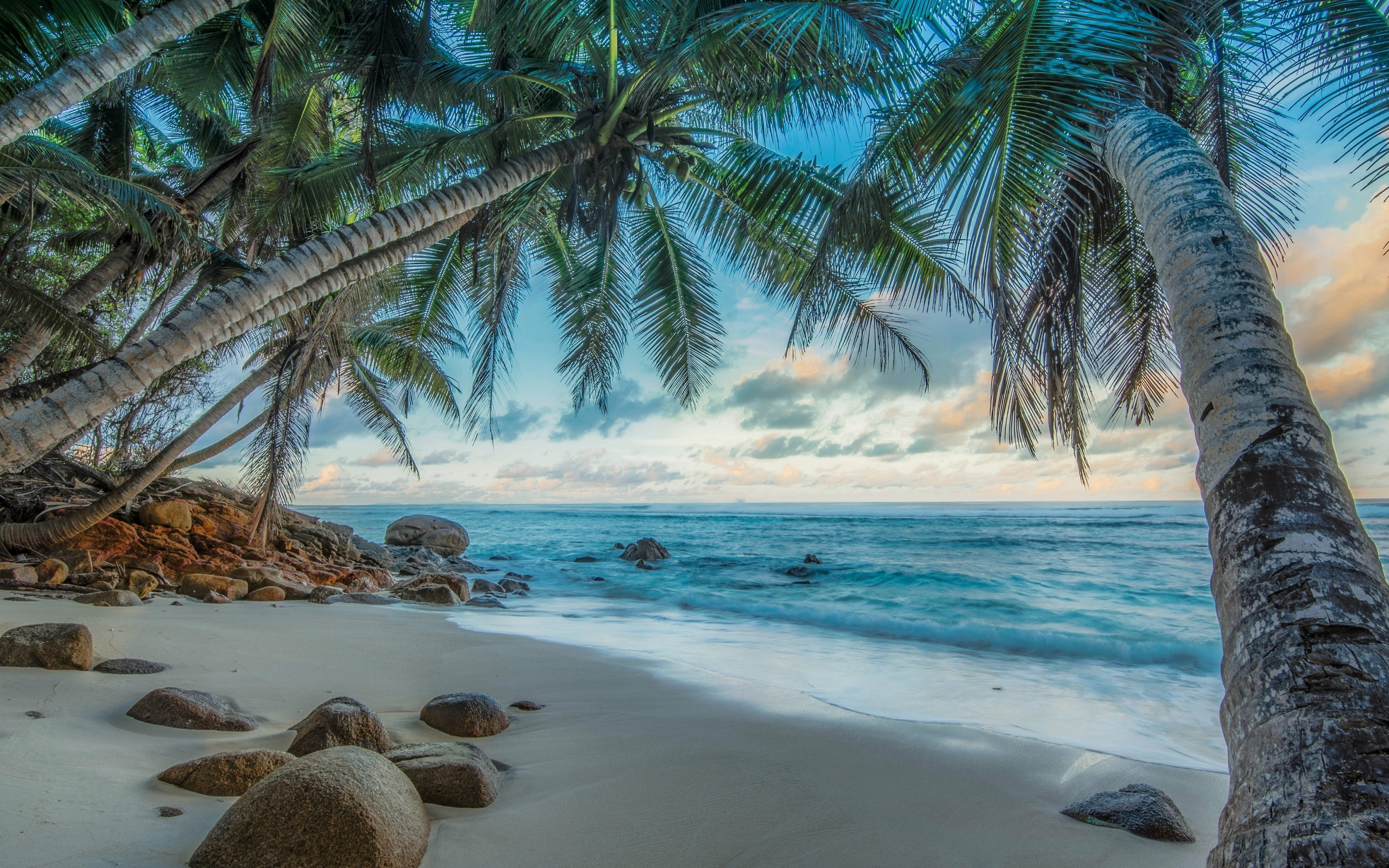 Palms of coastal island, beach, nature, 2880x1800 wallpaper
