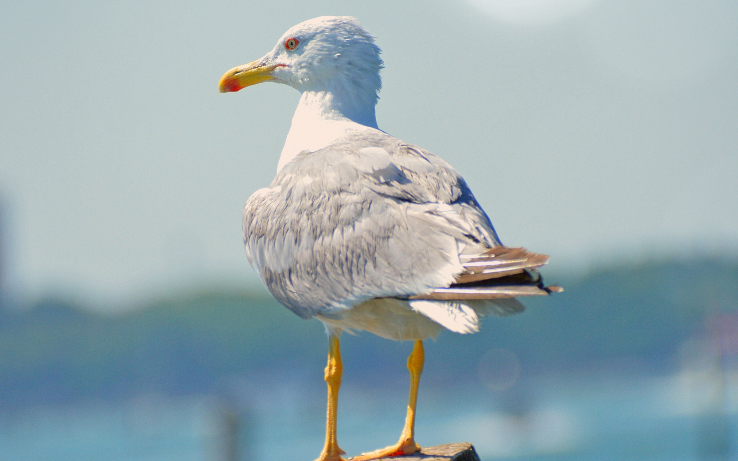 Download wallpaper 2880x1800 seagull, bird, white, seabird, mac pro retaia  2880x1800 hd background, 5095