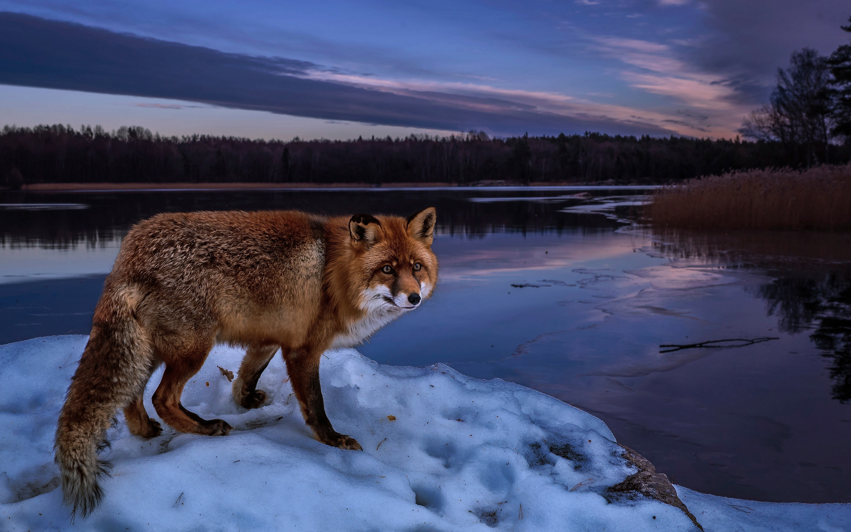 Wildlife, predator, fox, dawn, lake, 2880x1800 wallpaper
