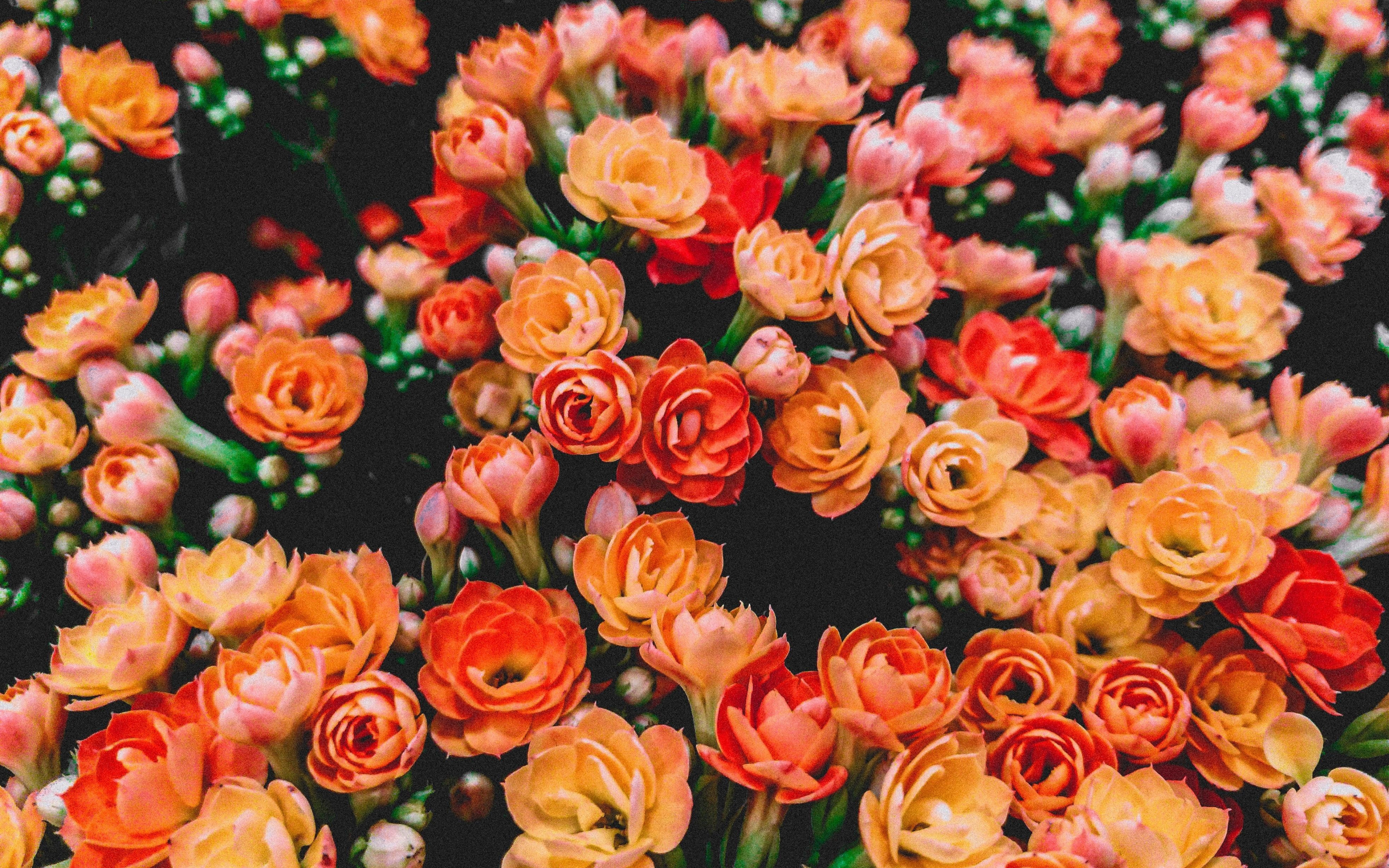 Colorful, flowers, beautiful, spring, 2880x1800 wallpaper
