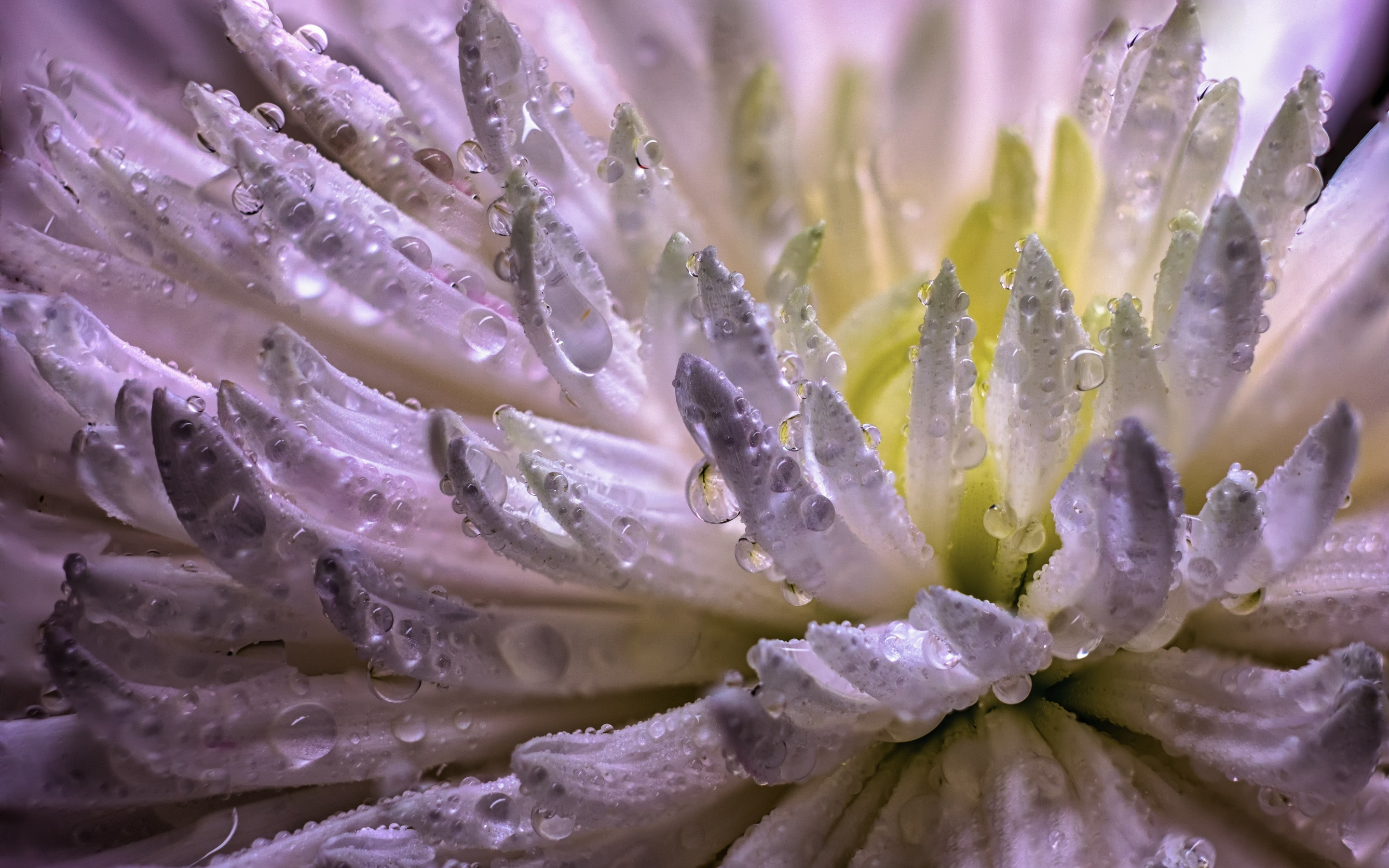 Drops, white blue flower, petals, close up, 2880x1800 wallpaper