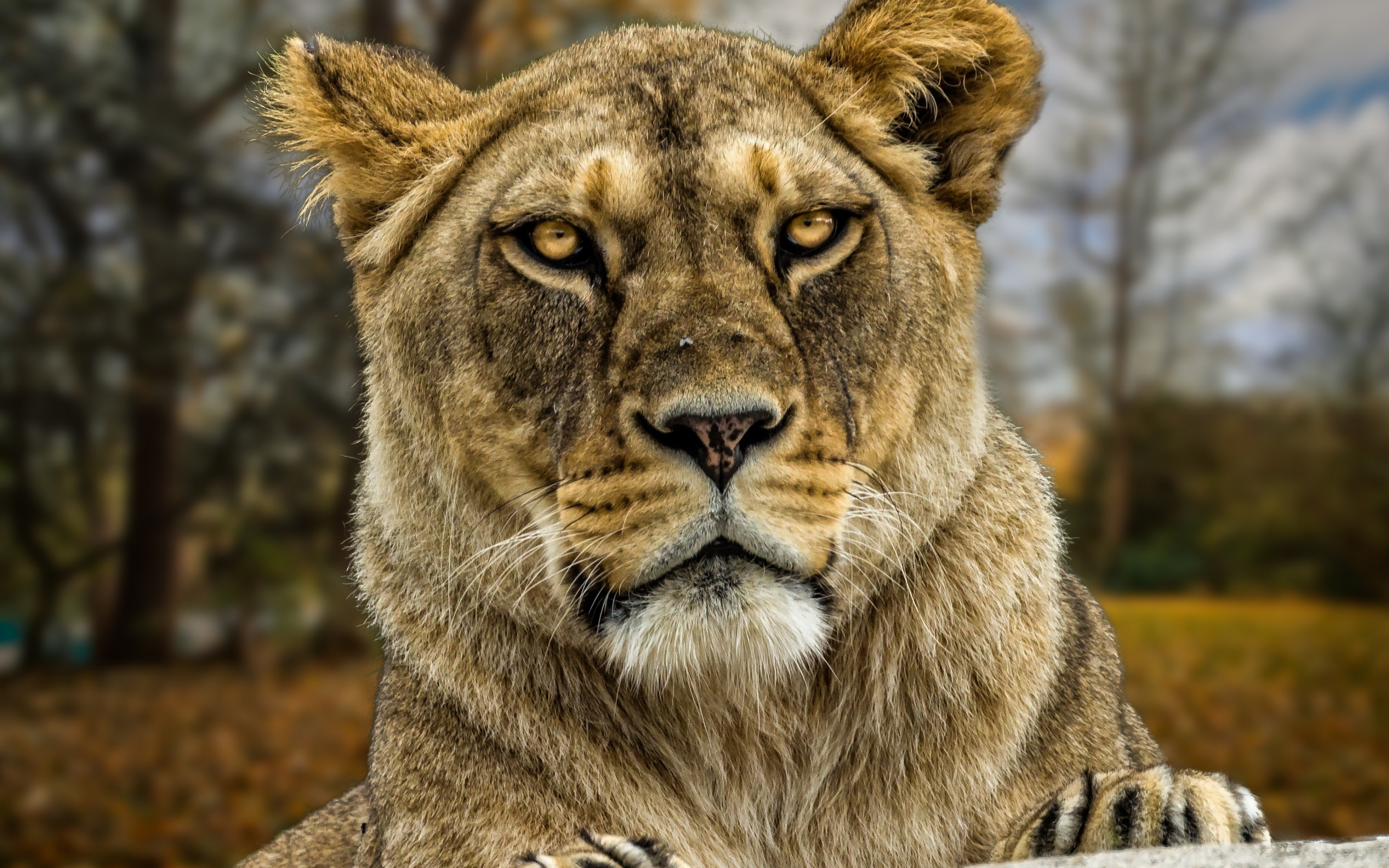Muzzle, predator, calm, lioness, confident, 2880x1800 wallpaper