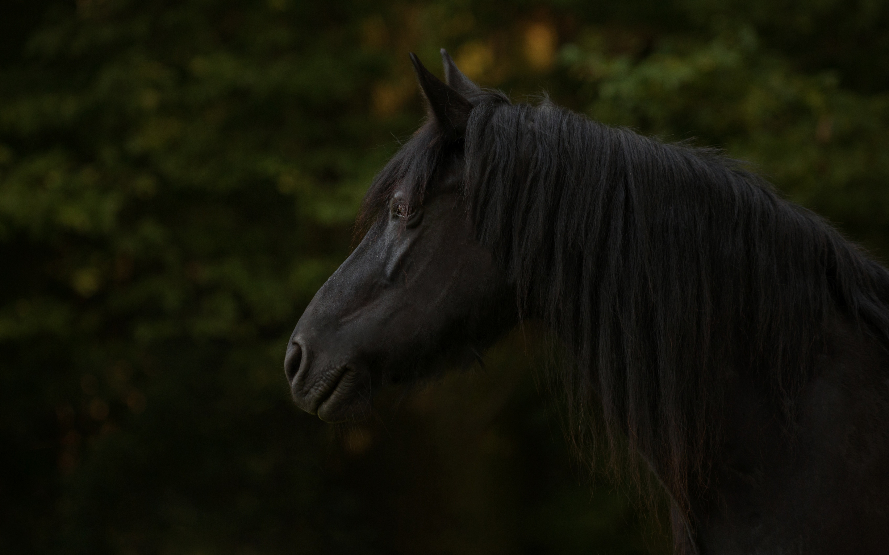 Black horse, animal, muzzle, 2880x1800 wallpaper