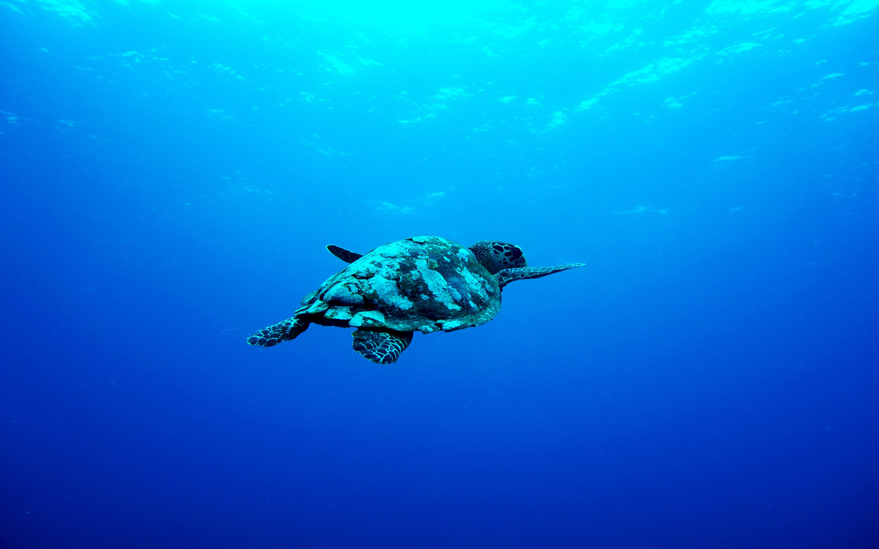 Blue sea, Underwater, aquatic animal, turtle, 2880x1800 wallpaper