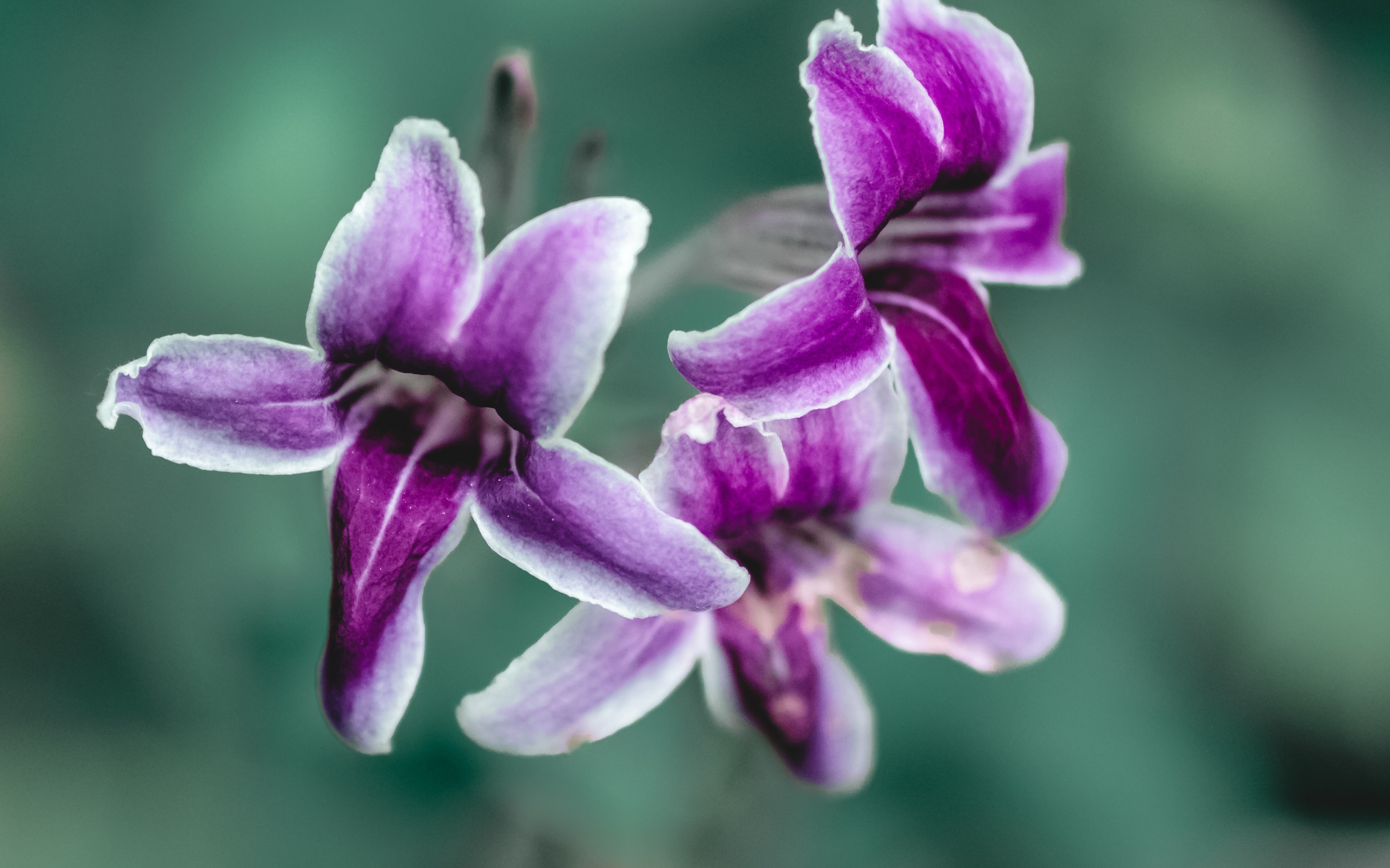 Purple flowers, close up, bloom, spring, 2880x1800 wallpaper