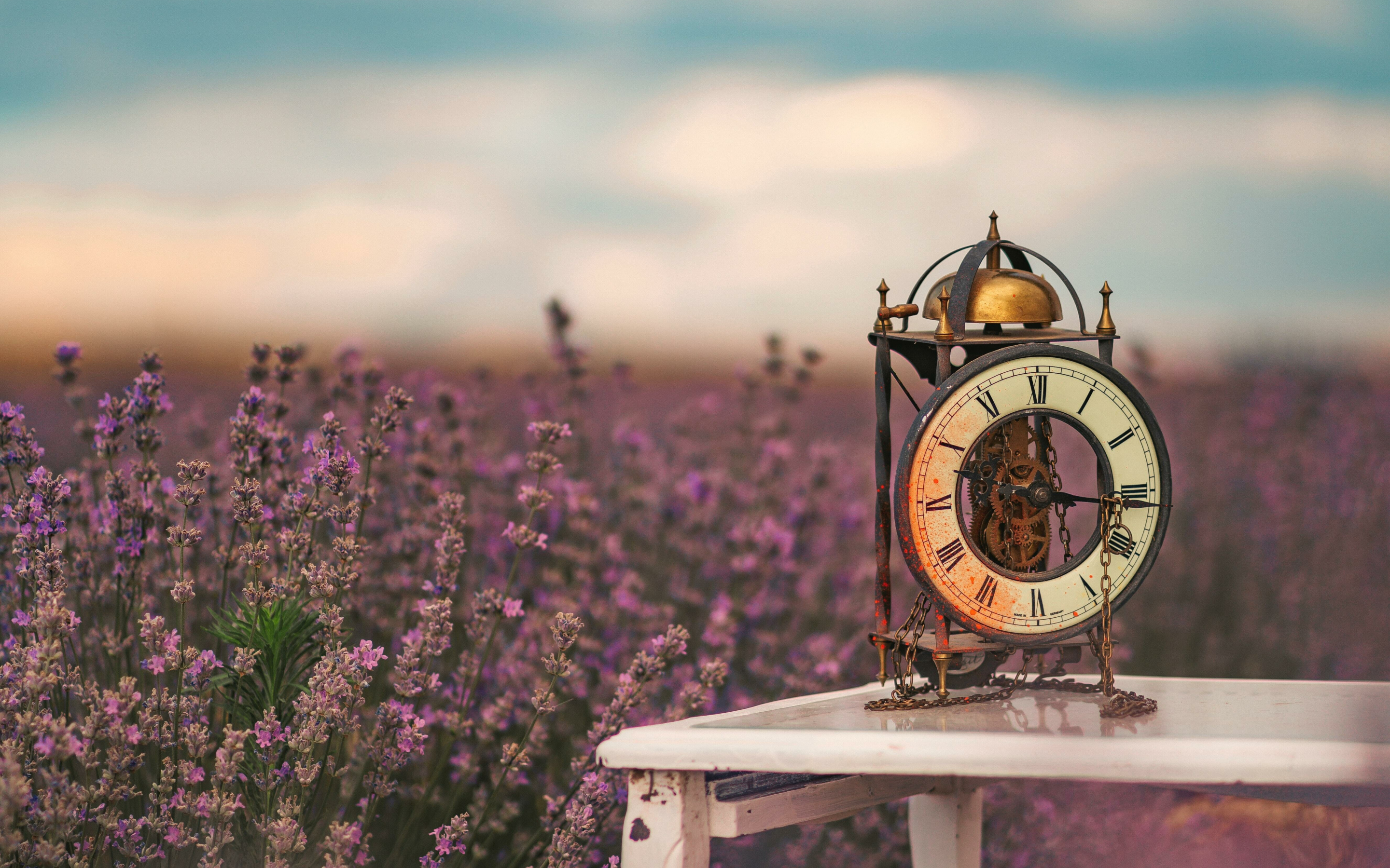 Flower field, lavender farm, clock, nature, 2880x1800 wallpaper