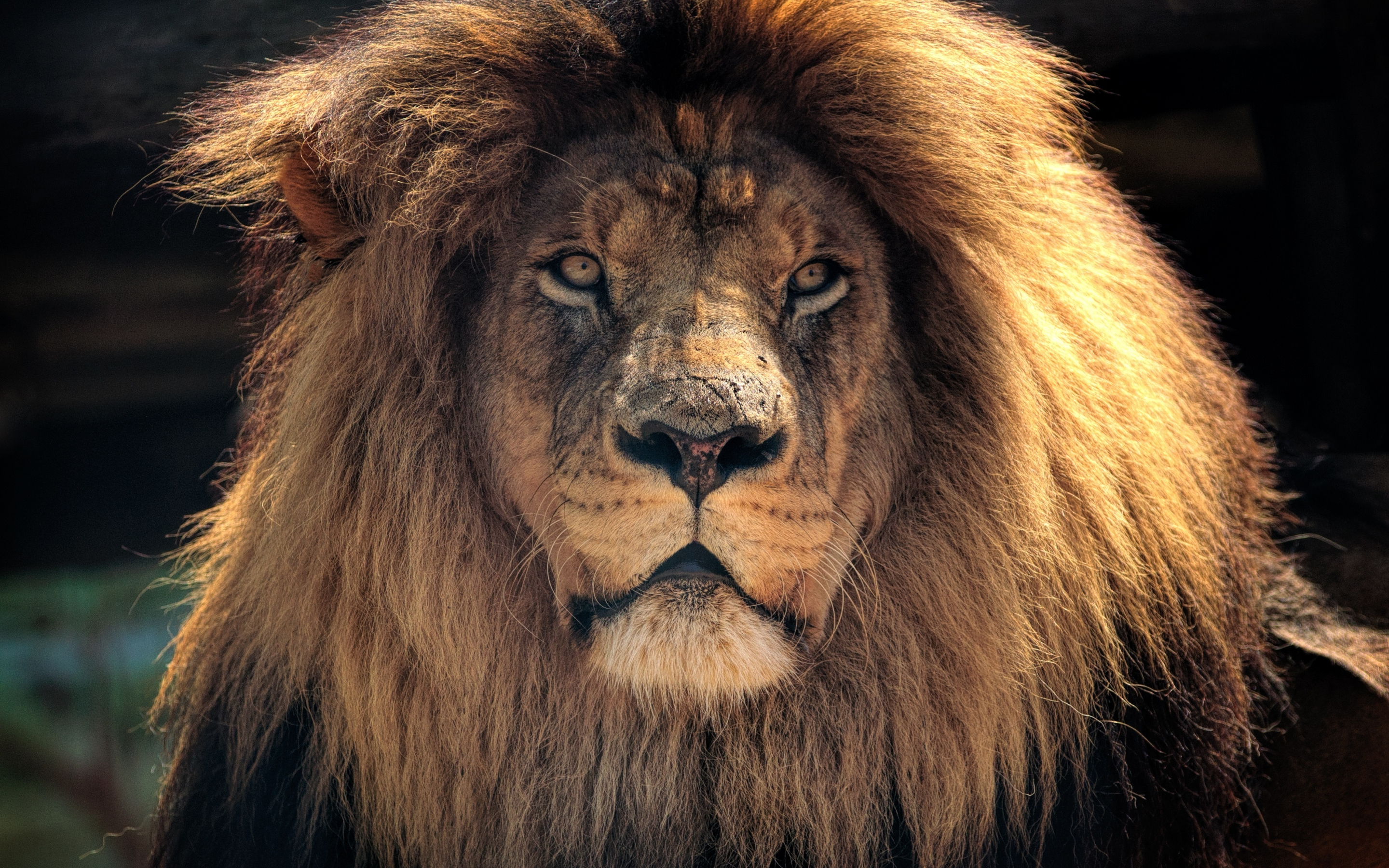 Lion, beast, muzzle, predator, 2880x1800 wallpaper