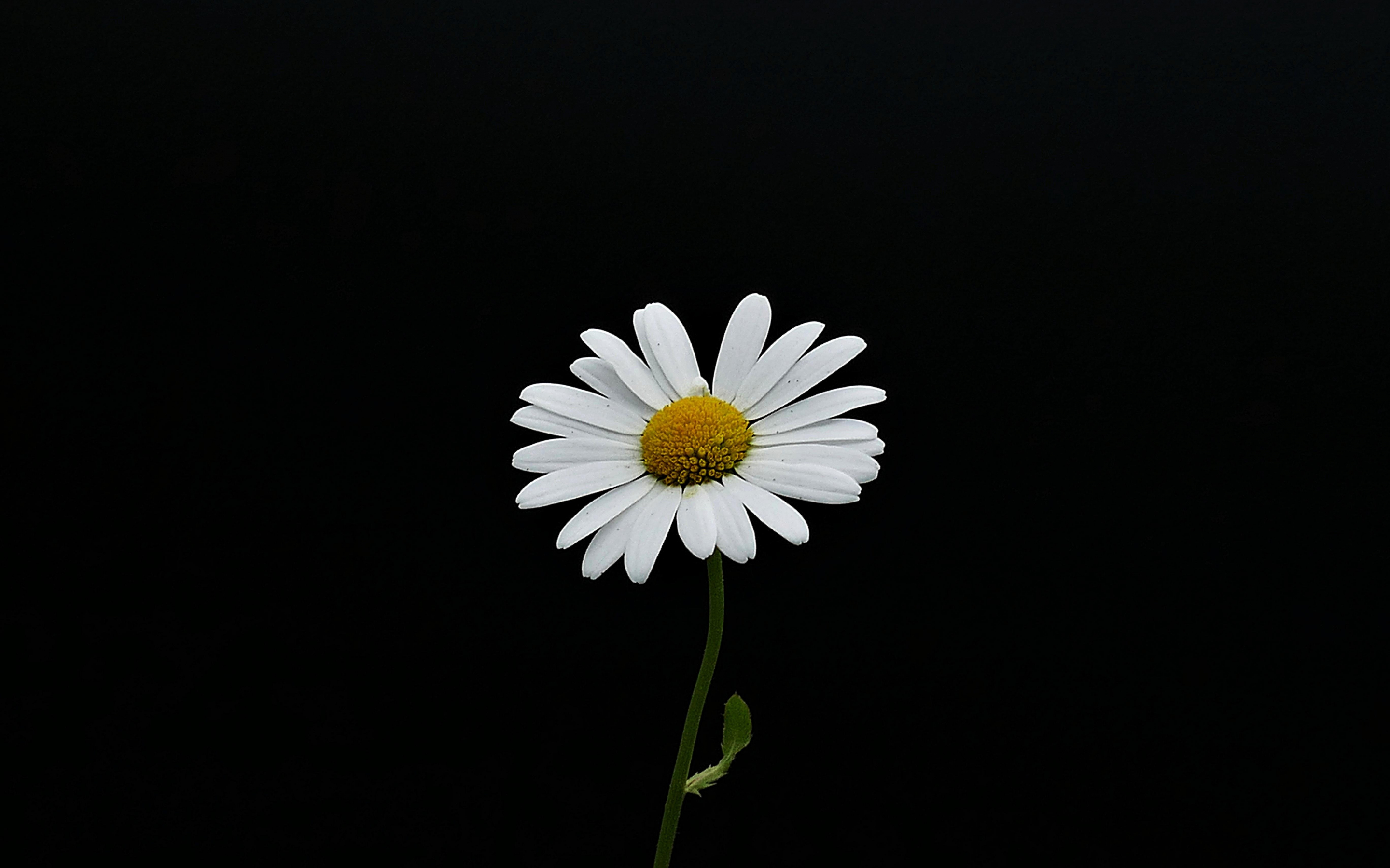 Portrait, white flower, minimal, daisy, 2880x1800 wallpaper