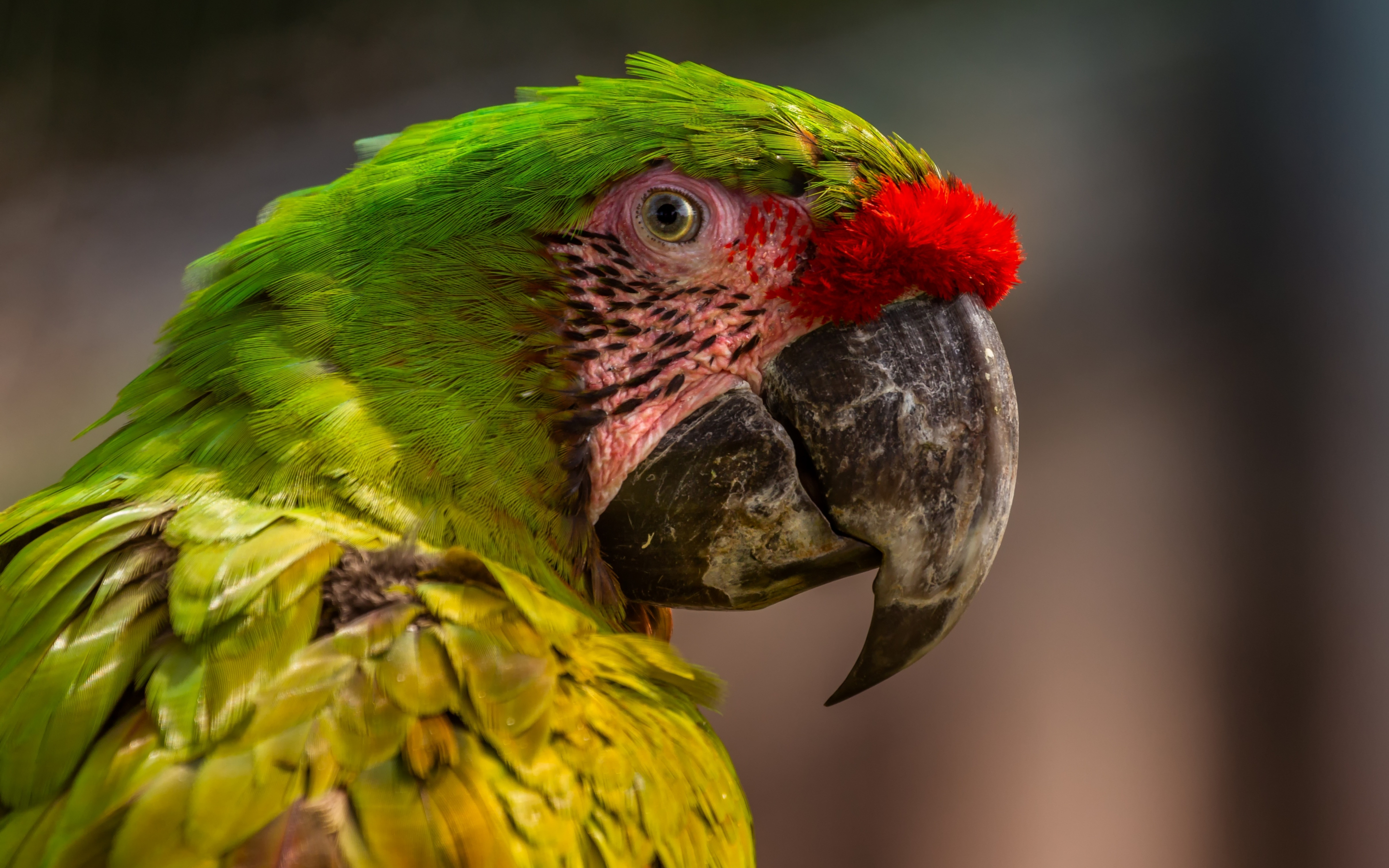 Zoo, parrot, macaw, muzzle, 2880x1800 wallpaper