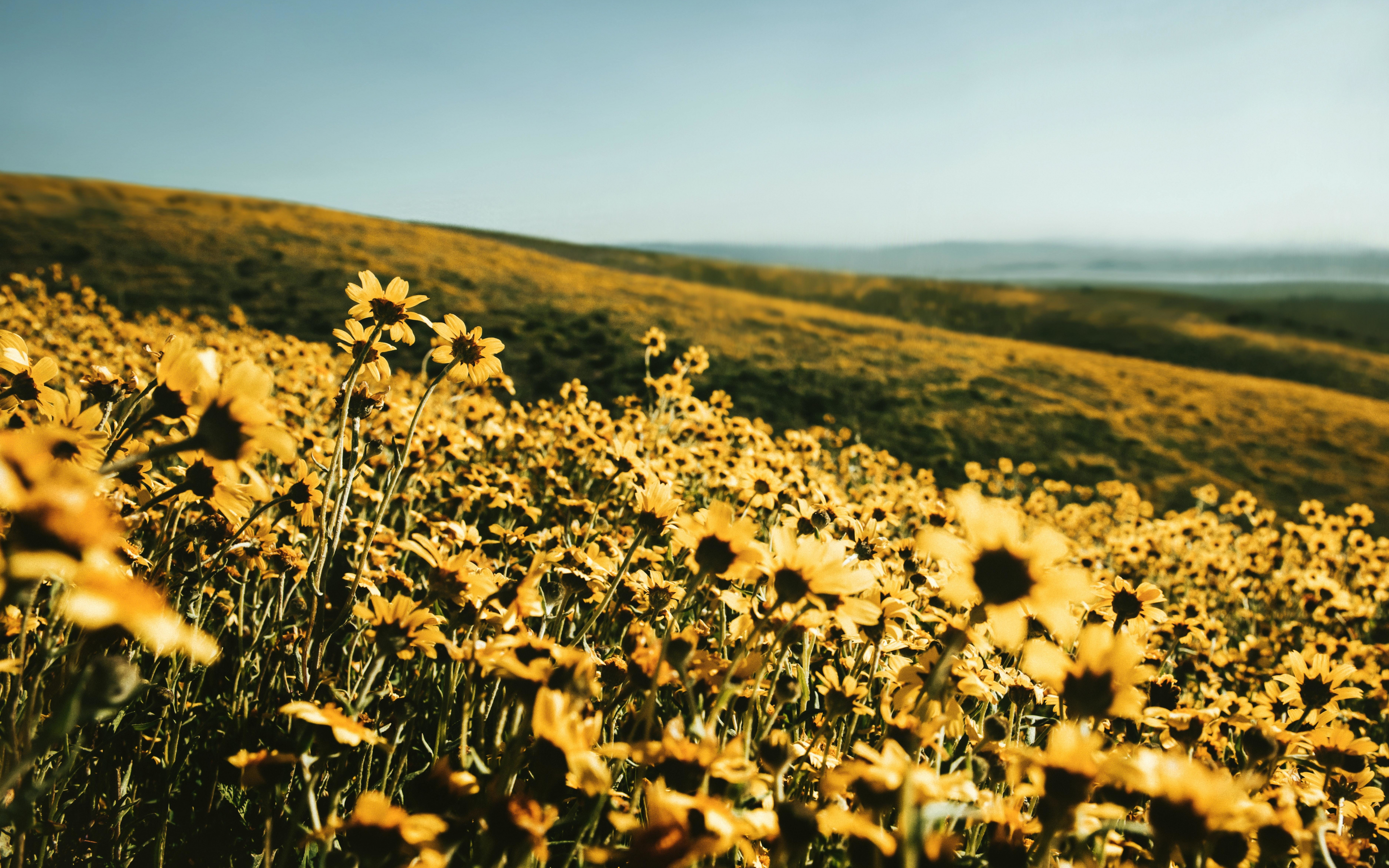 Yellow flower field, spring, landscape, nature, 2880x1800 wallpaper