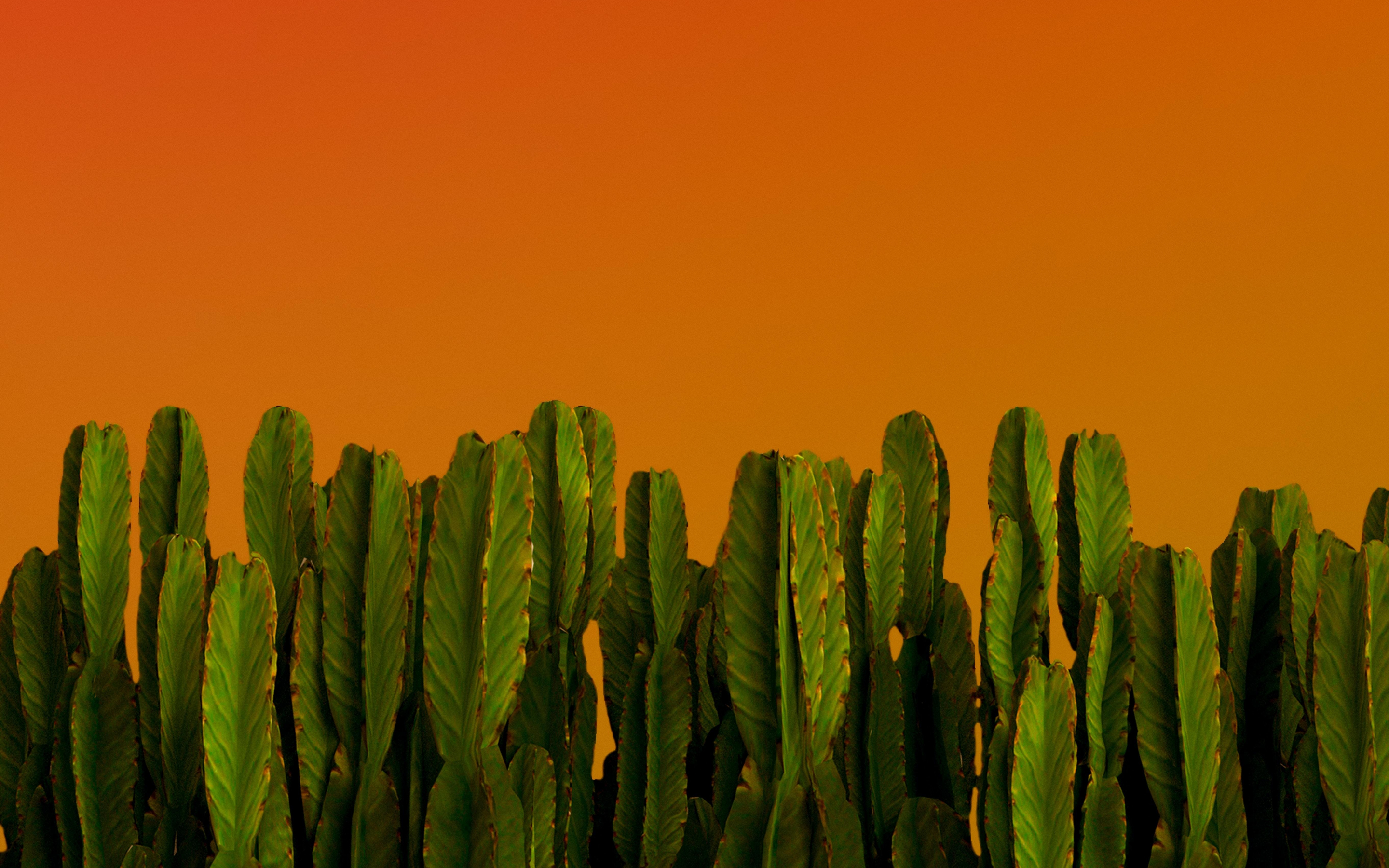 Cactus, green plants, desert plants, 2880x1800 wallpaper