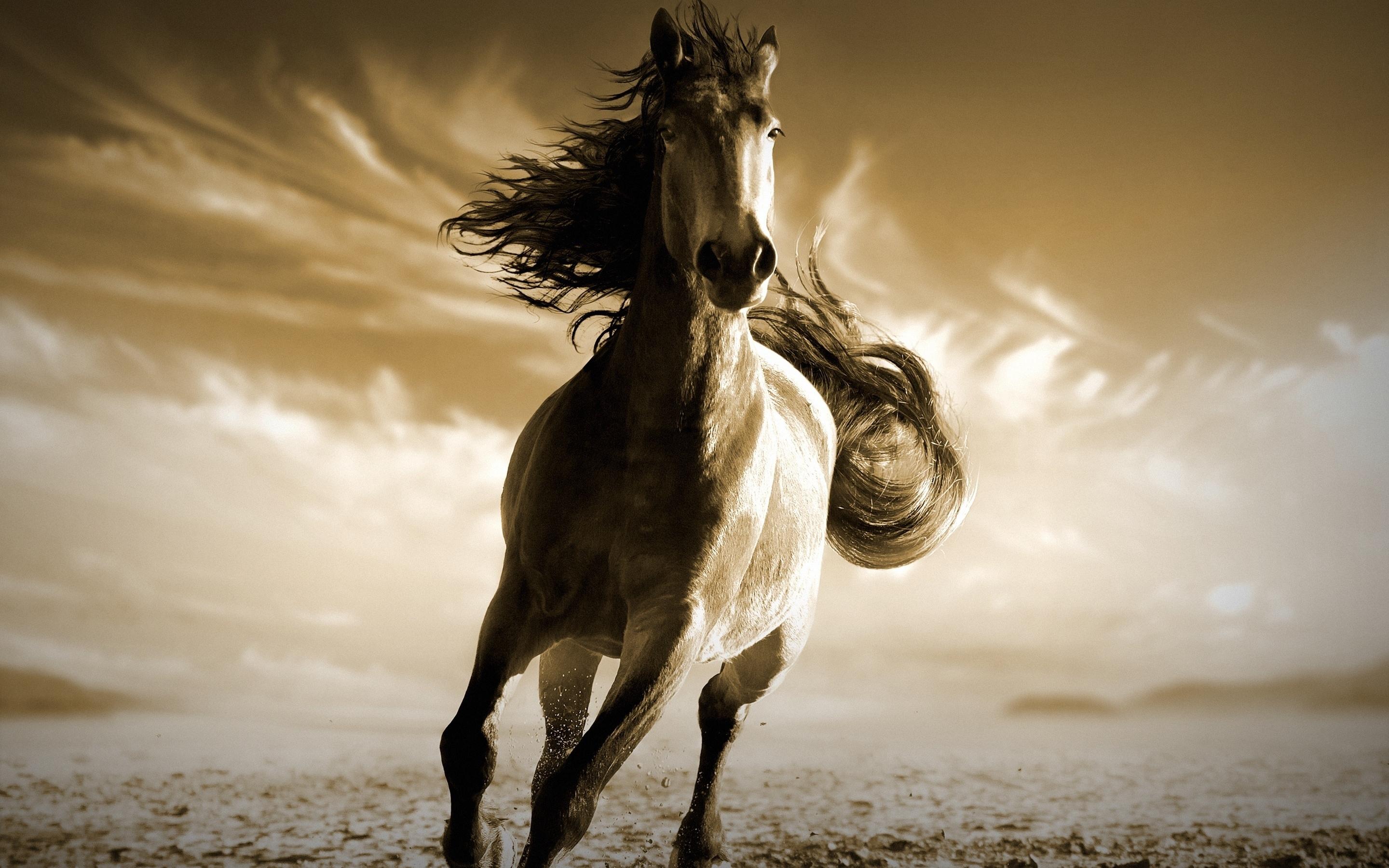 Running, horse, animal, 2880x1800 wallpaper