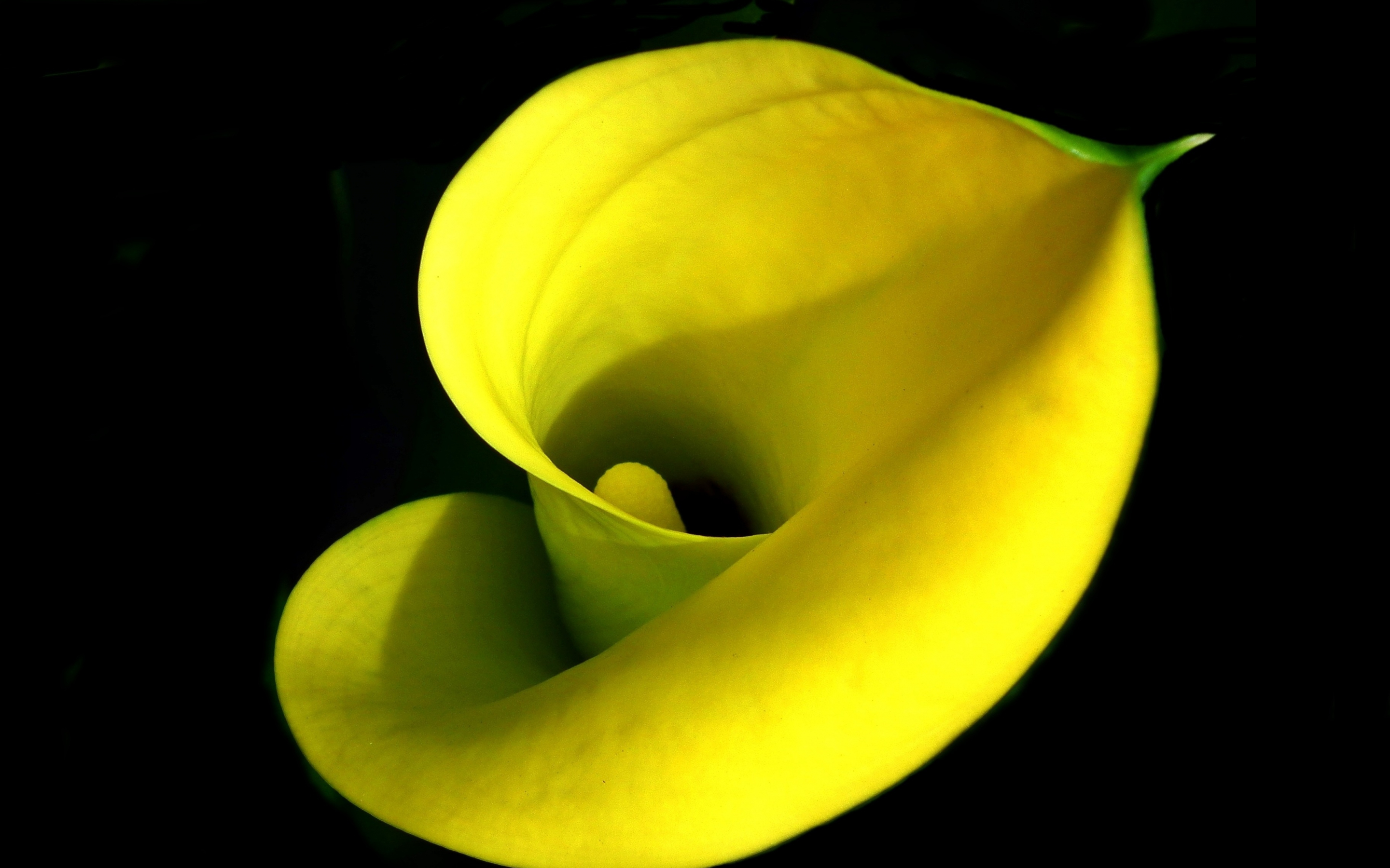 Iris, flower, yellow, close up, 2880x1800 wallpaper