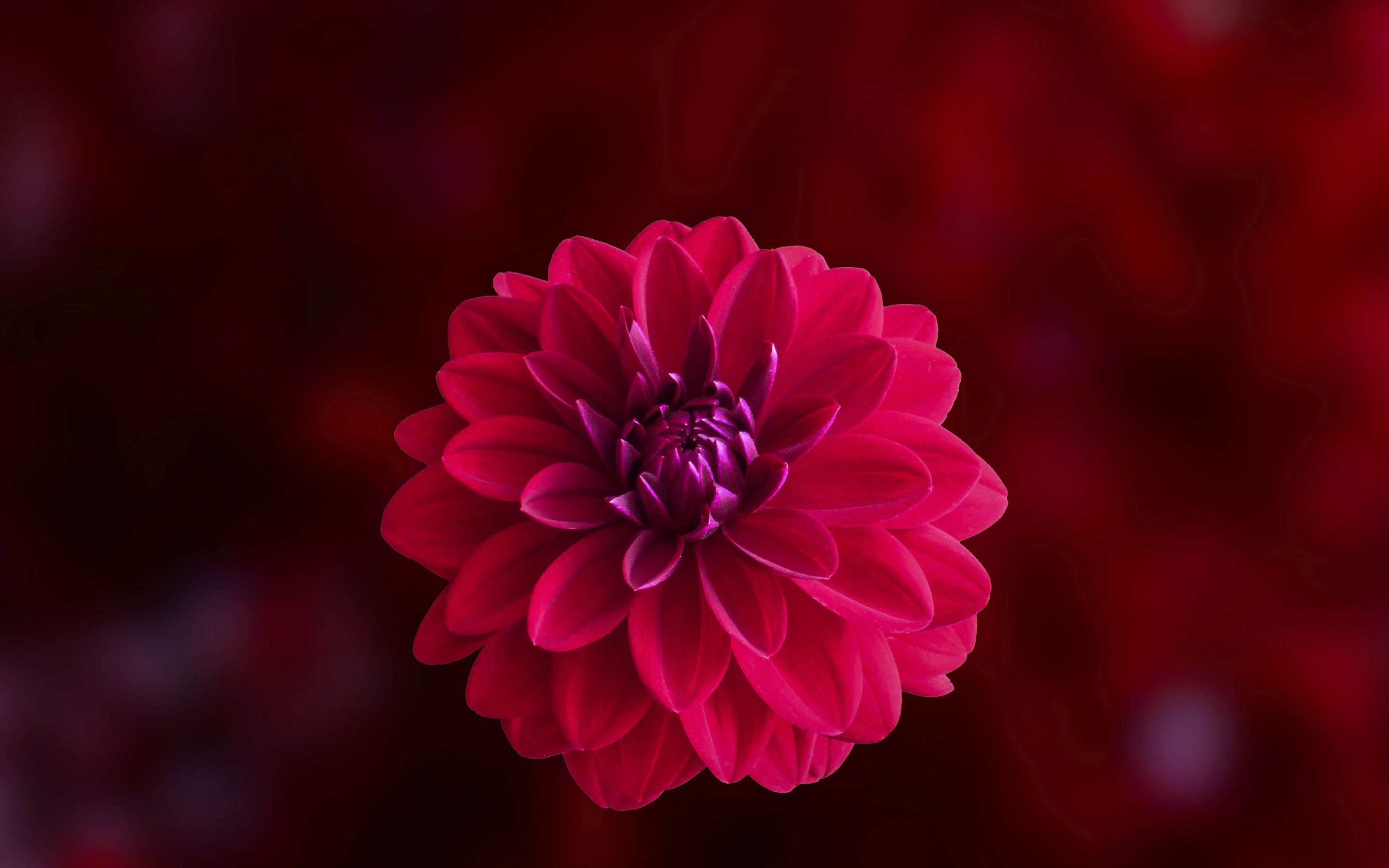 Pink, blur, portrait, Dahlia, flower, 2880x1800 wallpaper