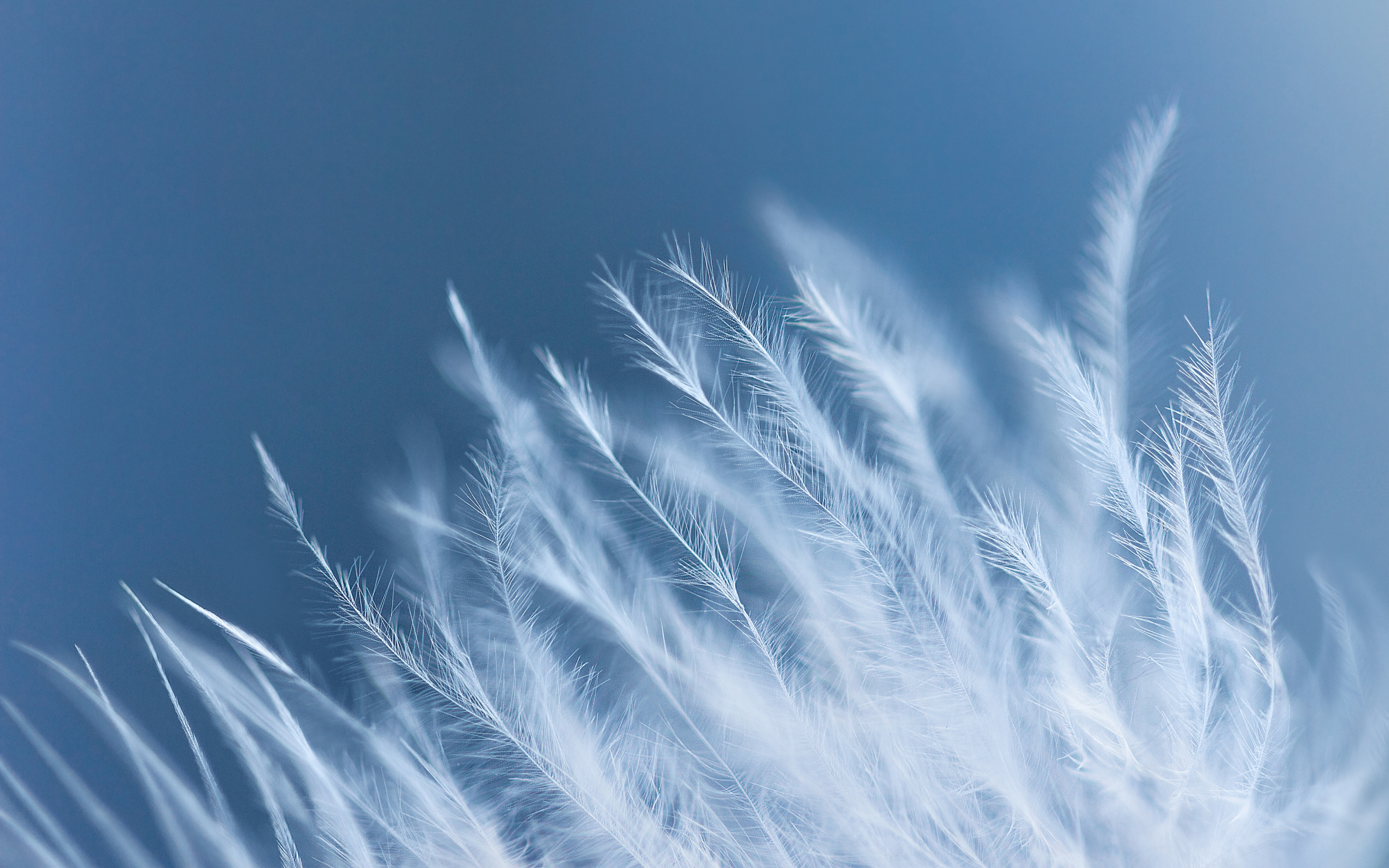 White feathers, close up, 2880x1800 wallpaper