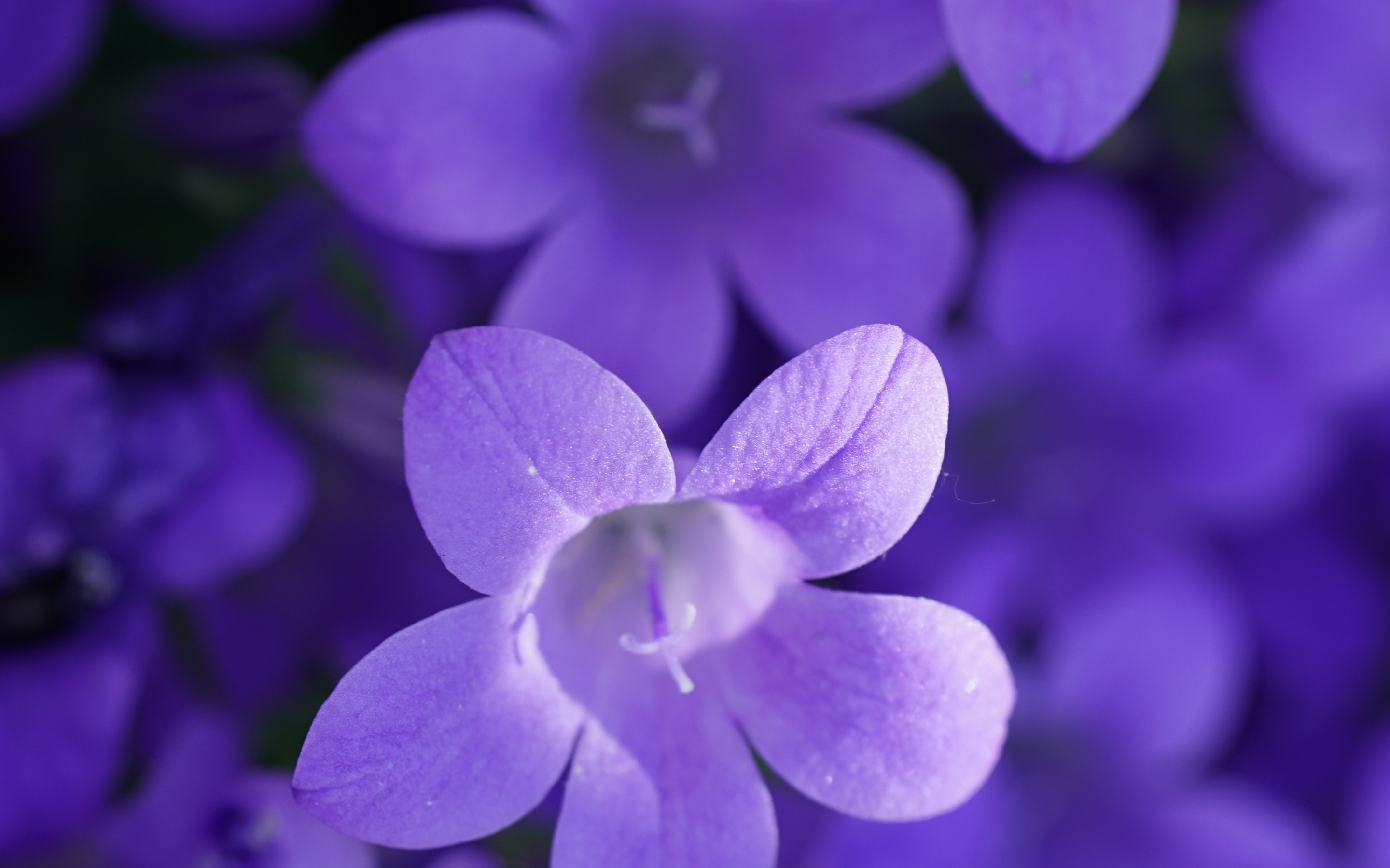 Bokeh, violet flowers, close up, 2880x1800 wallpaper