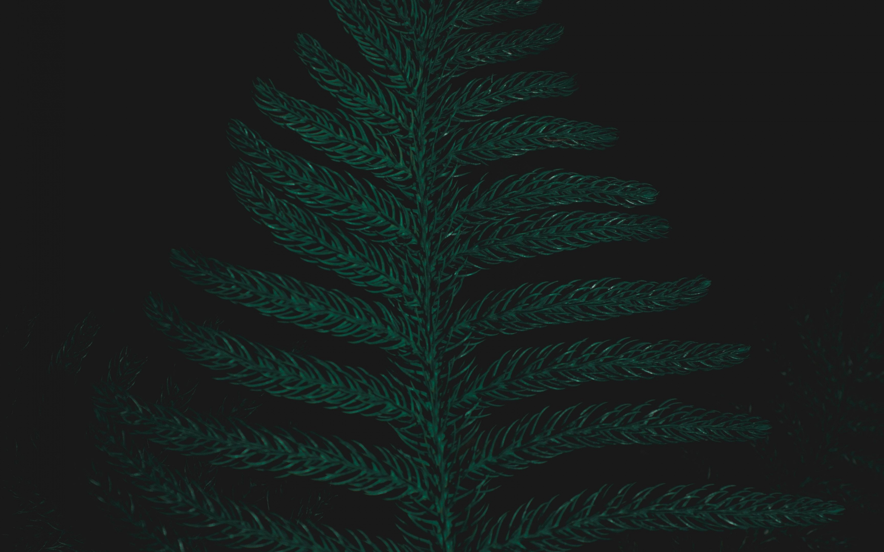 Ostrich fern, leaf, plant, close up, 2880x1800 wallpaper