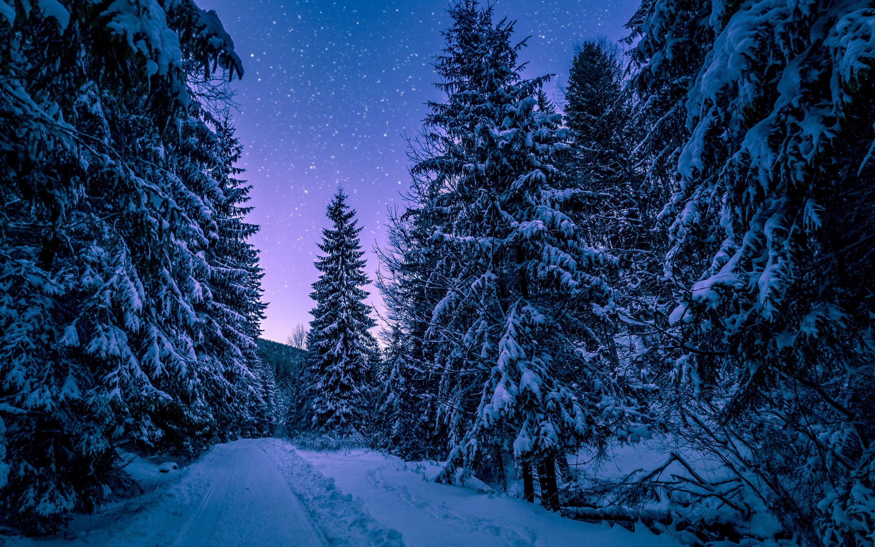 Winter, night, road though trees, 2880x1800 wallpaper
