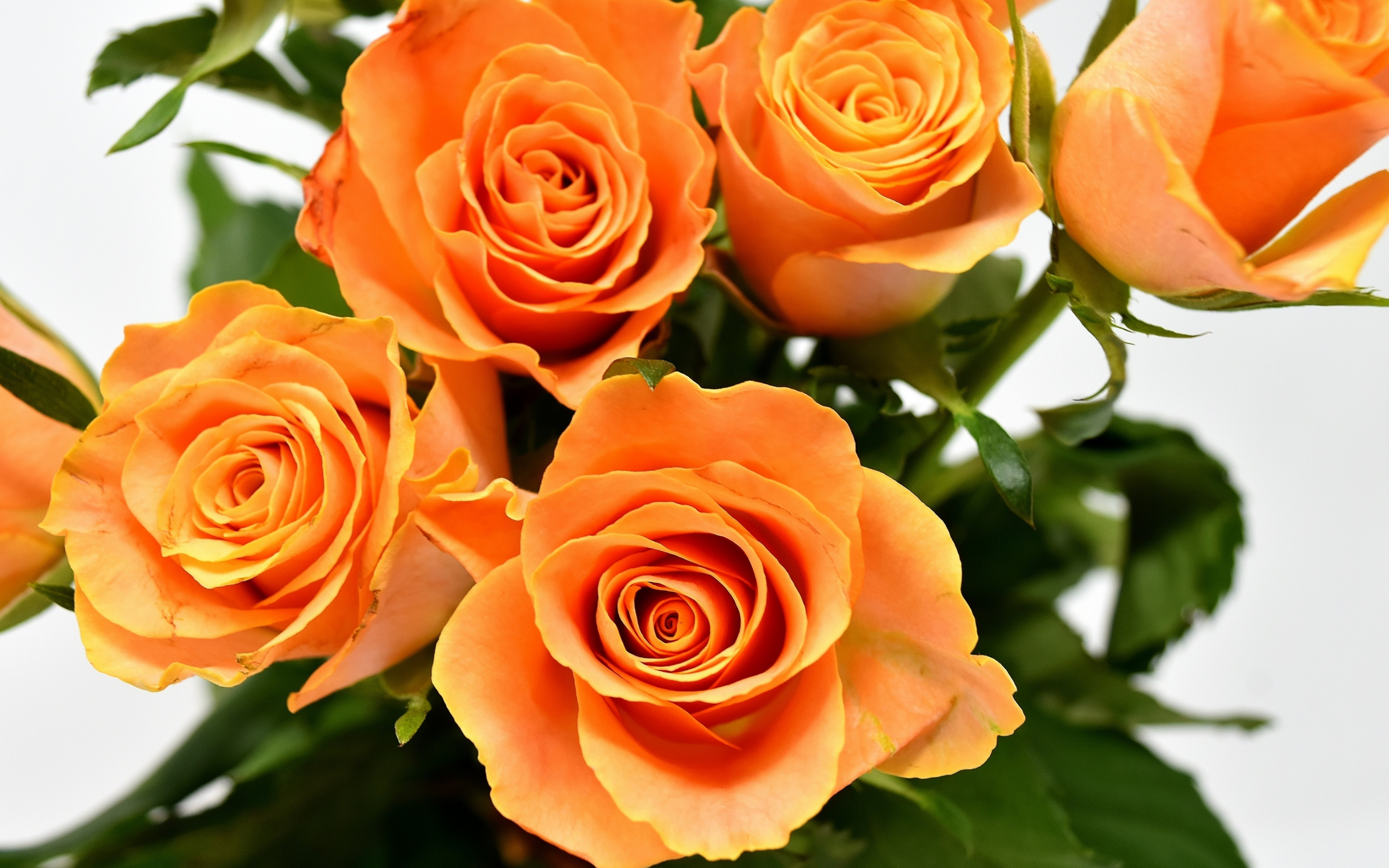 Orange roses, flowers, Bouquet, 2880x1800 wallpaper