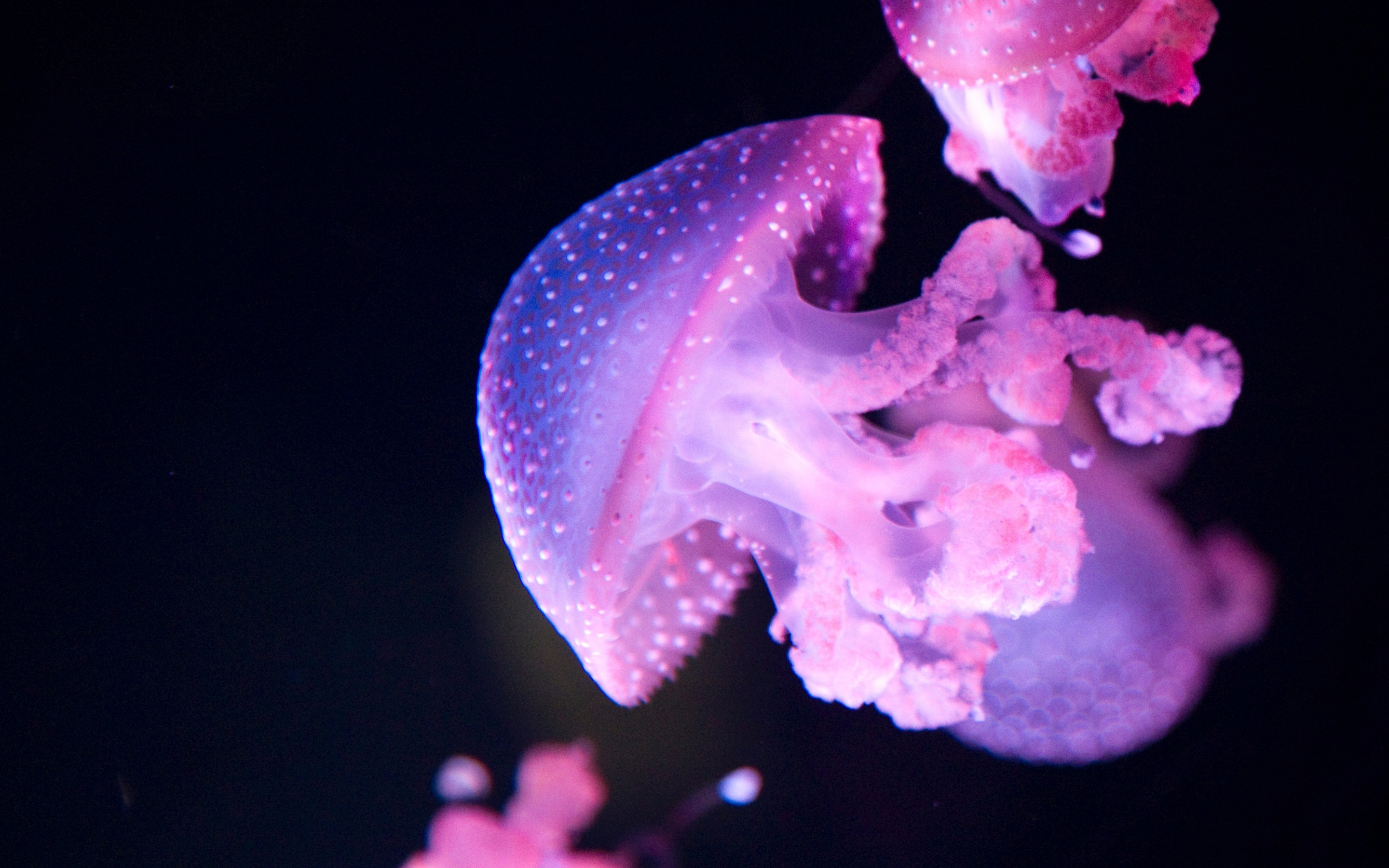 Glow, pink jellyfish, 2880x1800 wallpaper