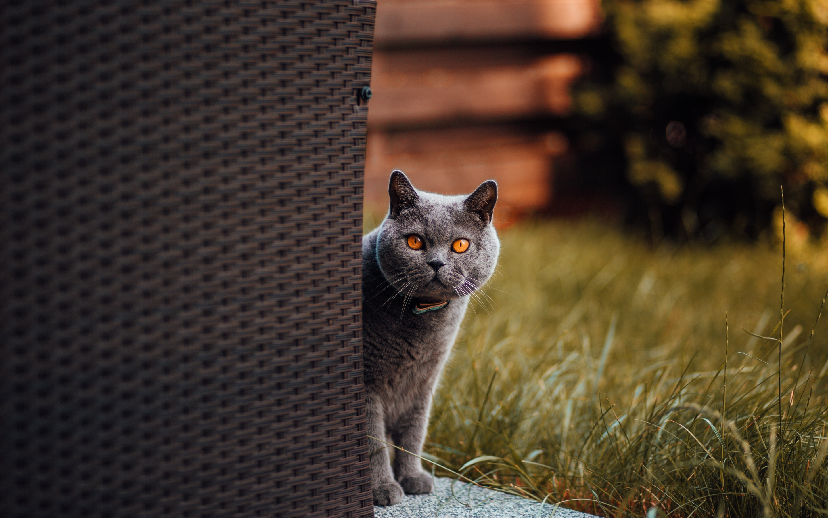 Adorable, gray cat, stare, 2880x1800 wallpaper