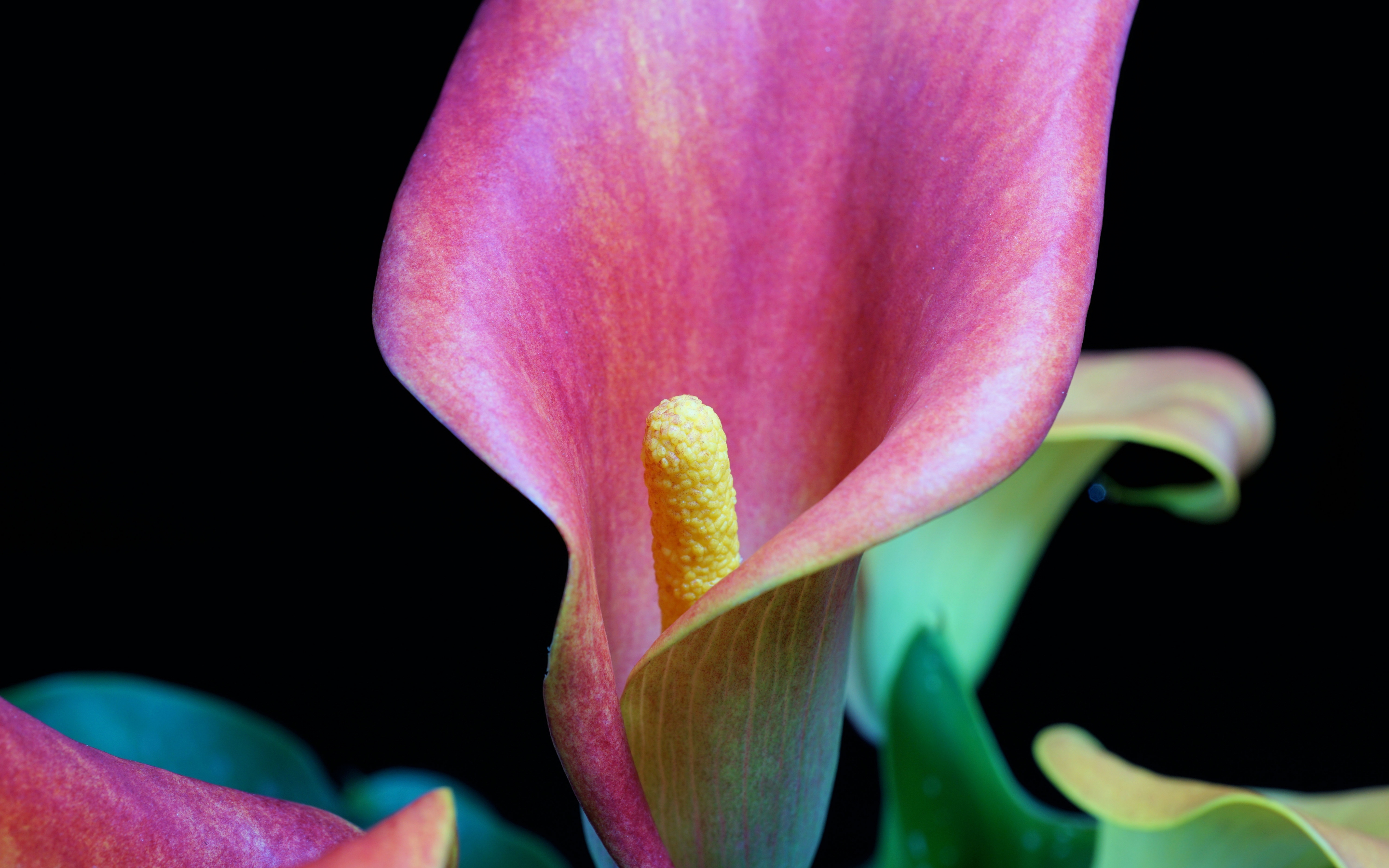 Iris, pink flower, close up, 2880x1800 wallpaper