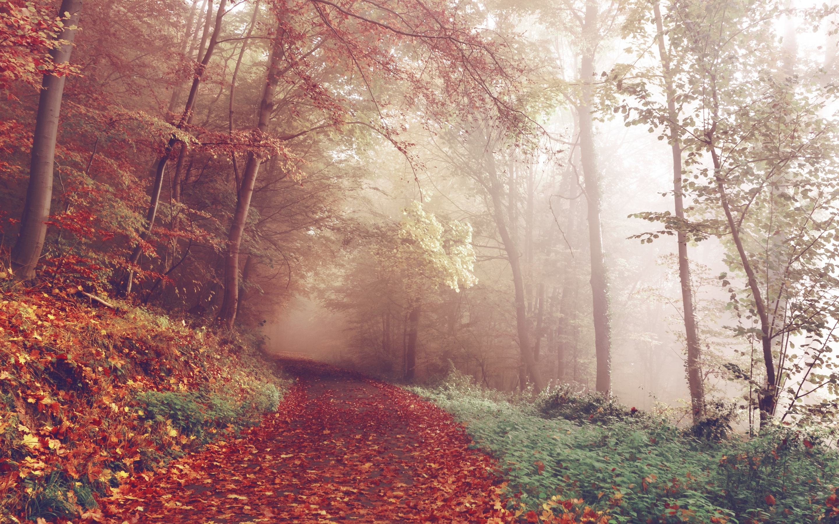 Autumn, leaves on path, trees, 2880x1800 wallpaper