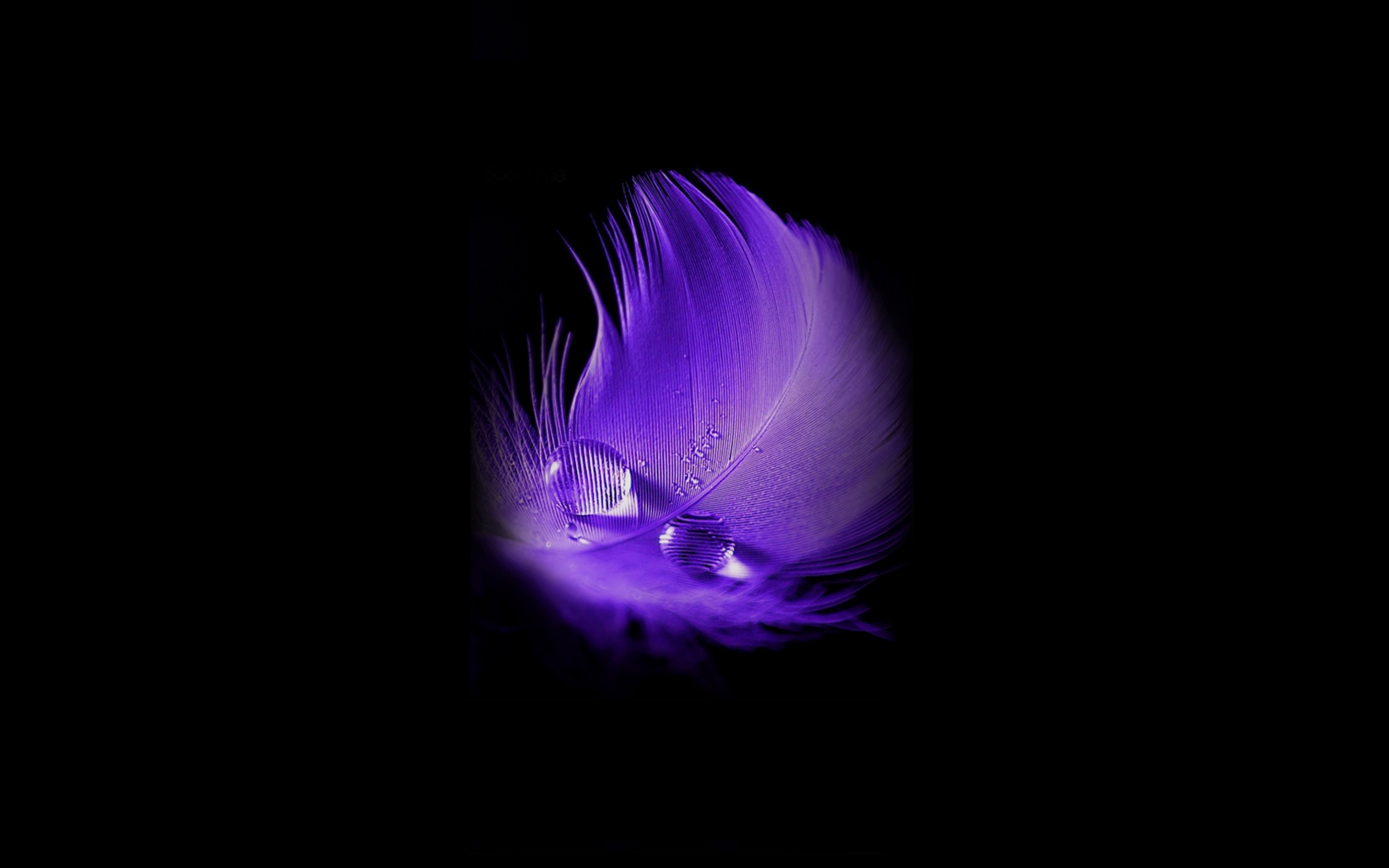 Purple feather, water drop, minimal, portrait, 2880x1800 wallpaper