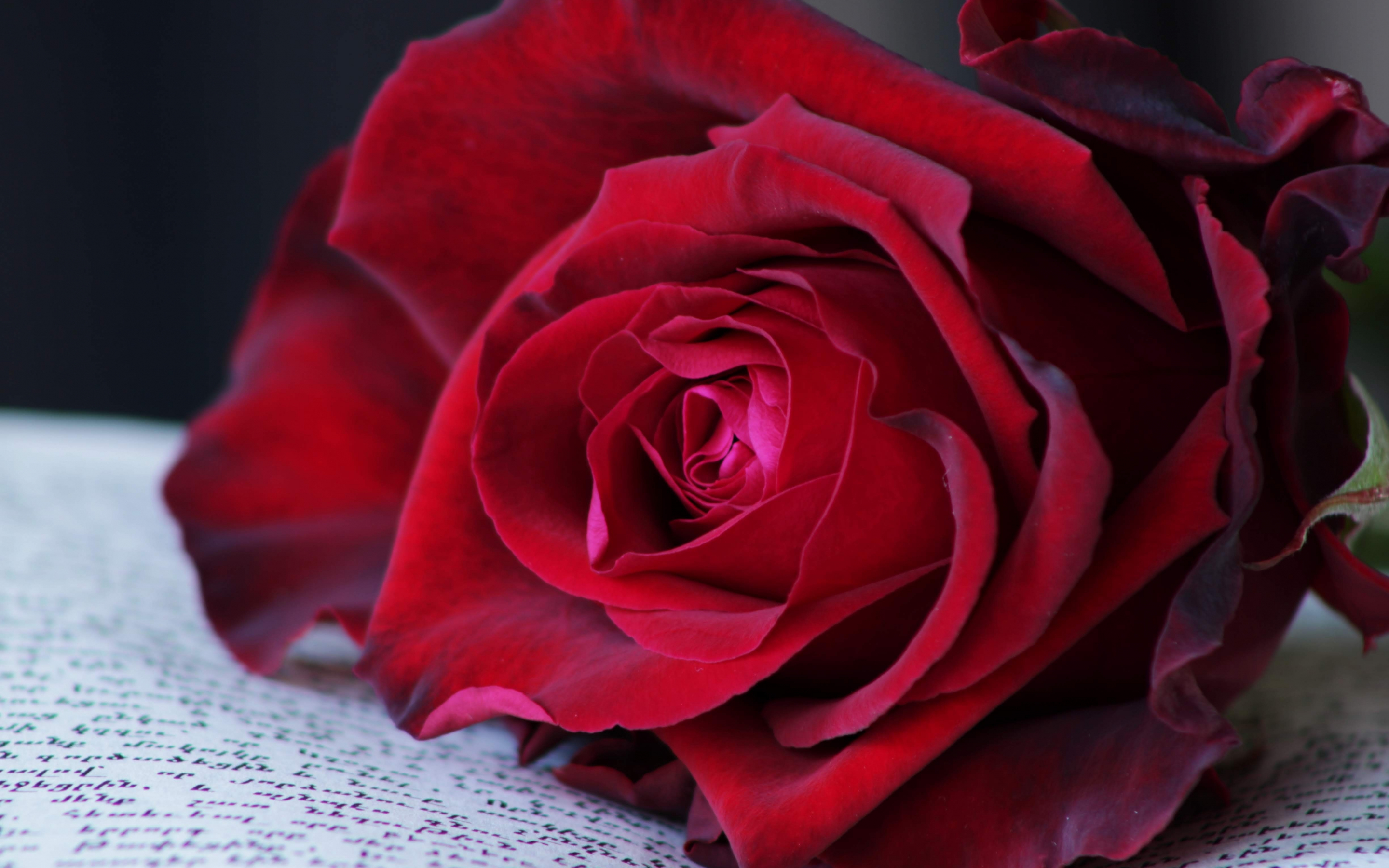Red rose, close up, 2880x1800 wallpaper