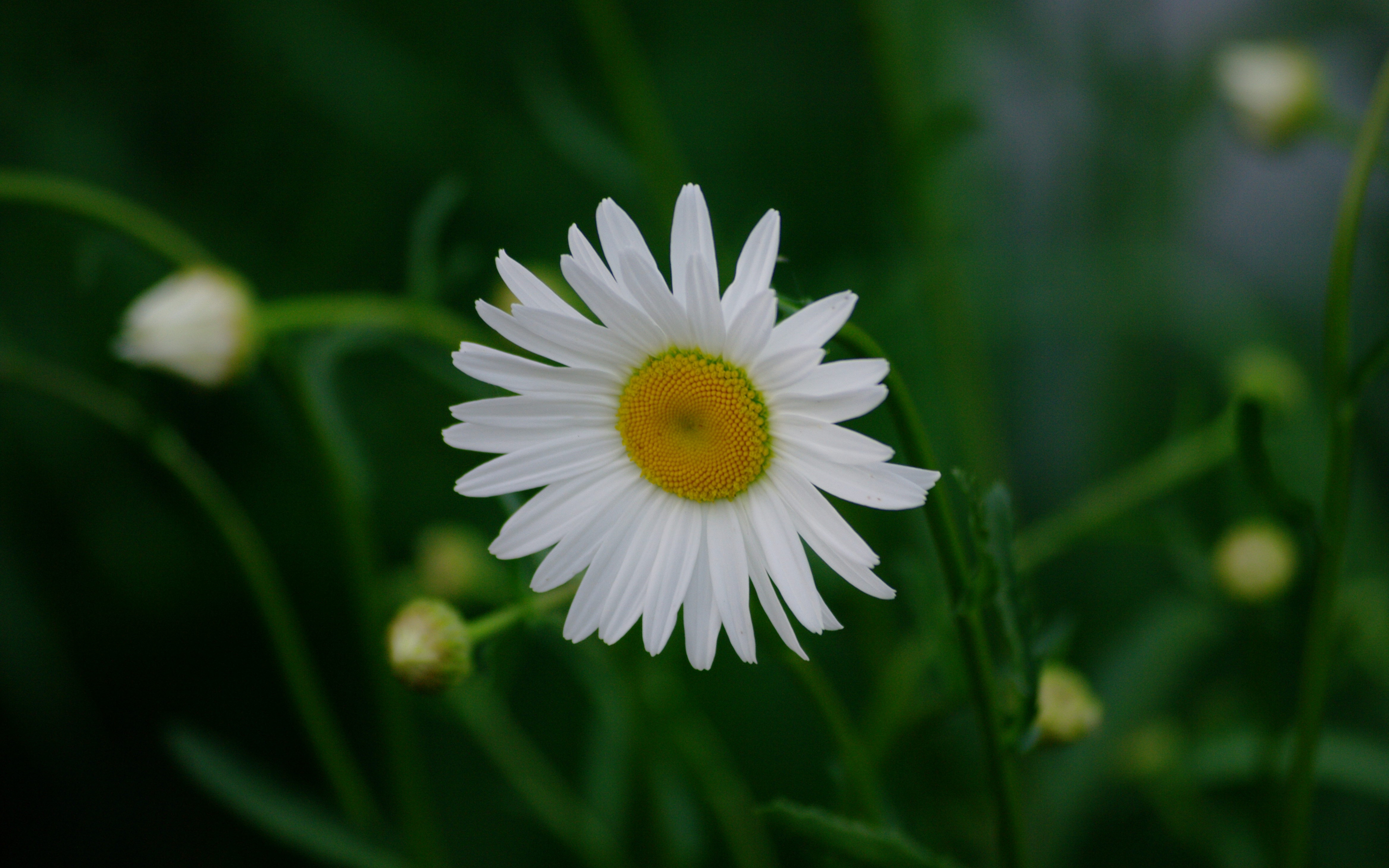 White daisy, flower, blur, 2880x1800 wallpaper