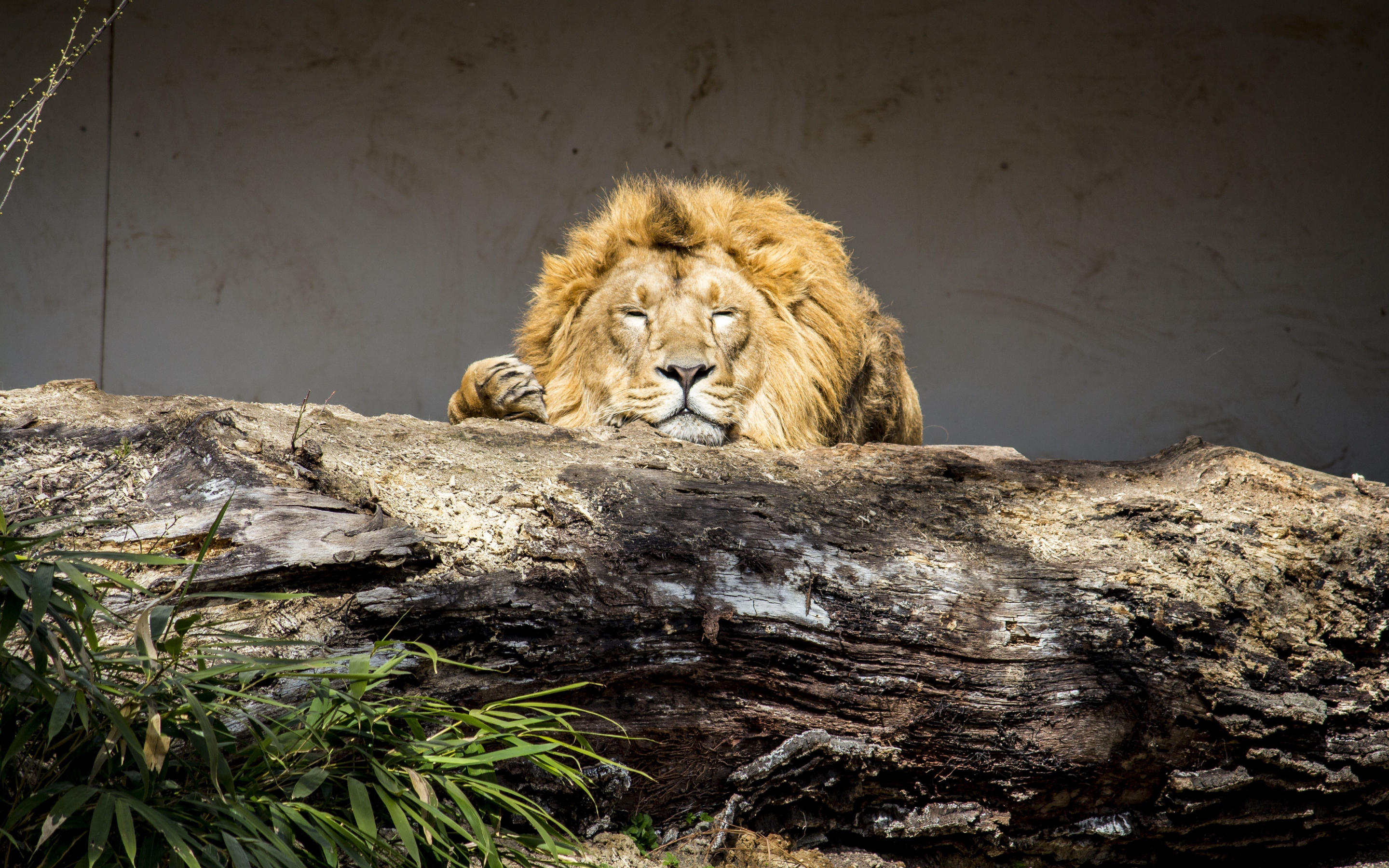 Lion, Relaxed, Predator, Animal, Wild, 2880x1800 wallpaper