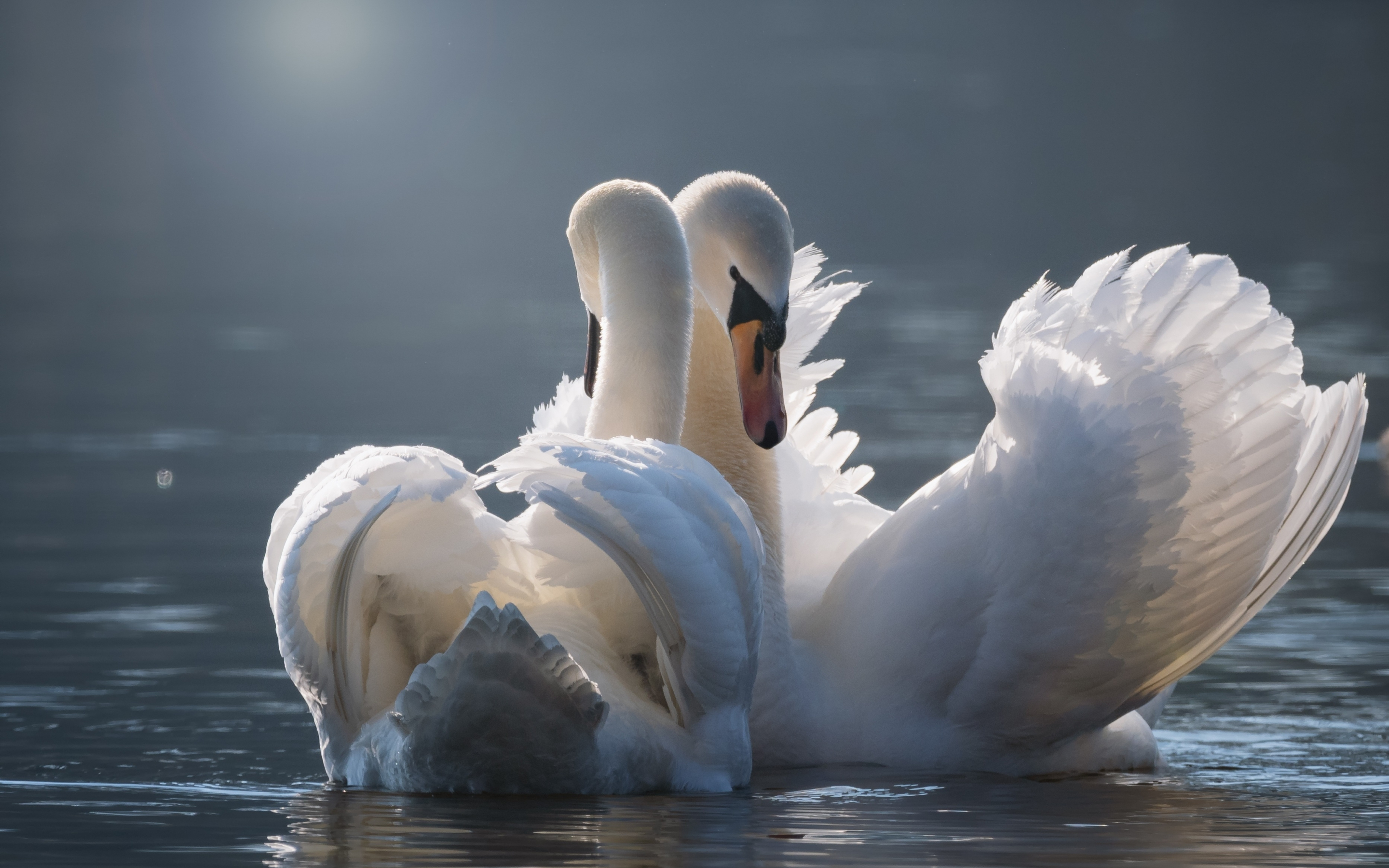 White, swan pair, birds, 2880x1800 wallpaper