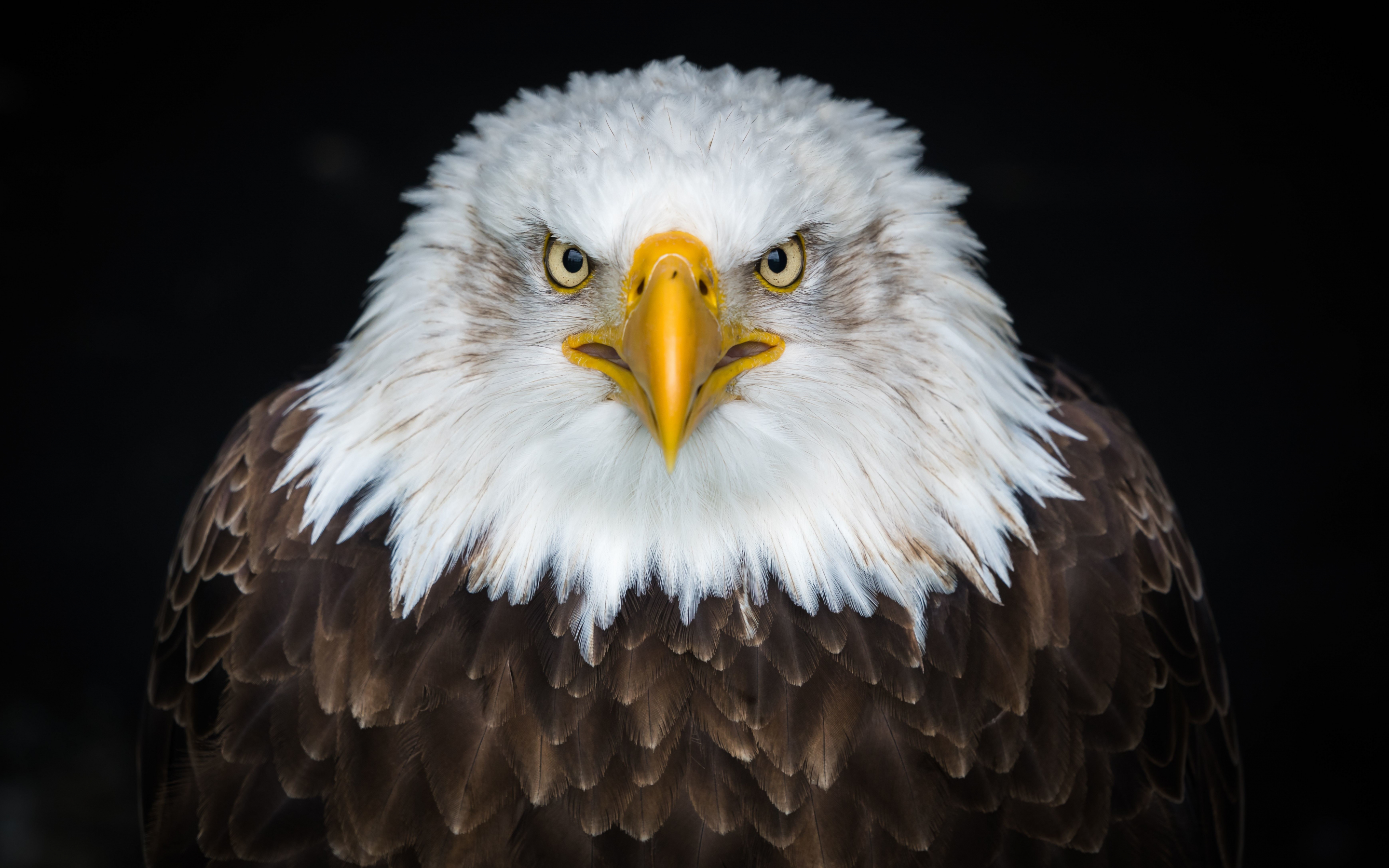 Bald eagle, bird, predator, muzzle, 2880x1800 wallpaper