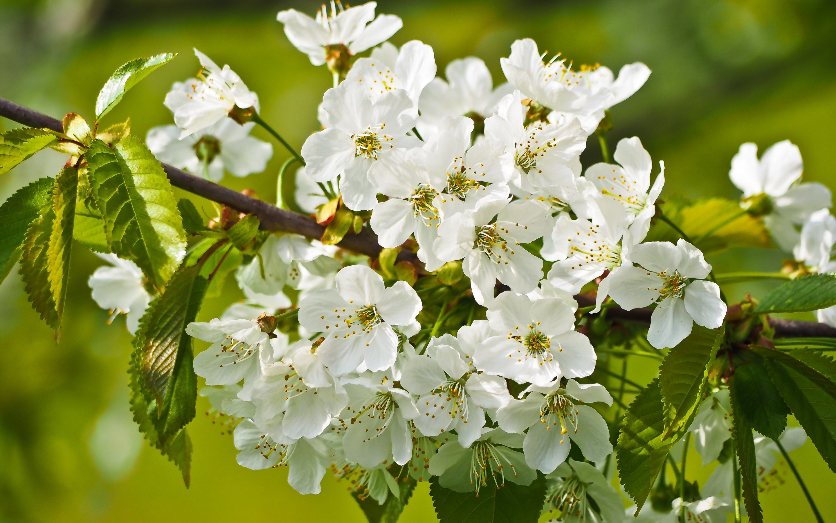 Tree branches, blossom, white flowers, 2880x1800 wallpaper