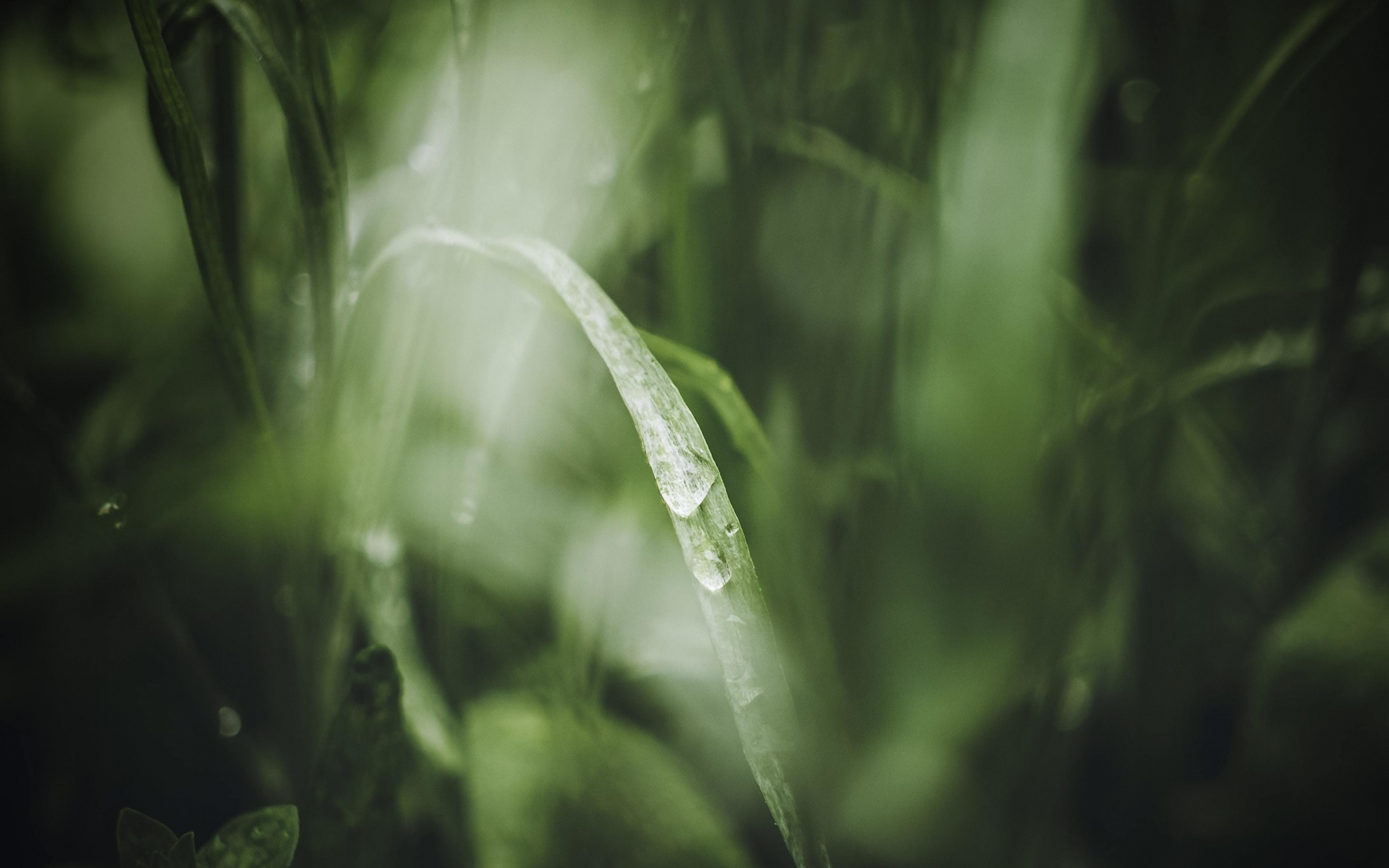 Grass, close up, blur, nature, 2880x1800 wallpaper