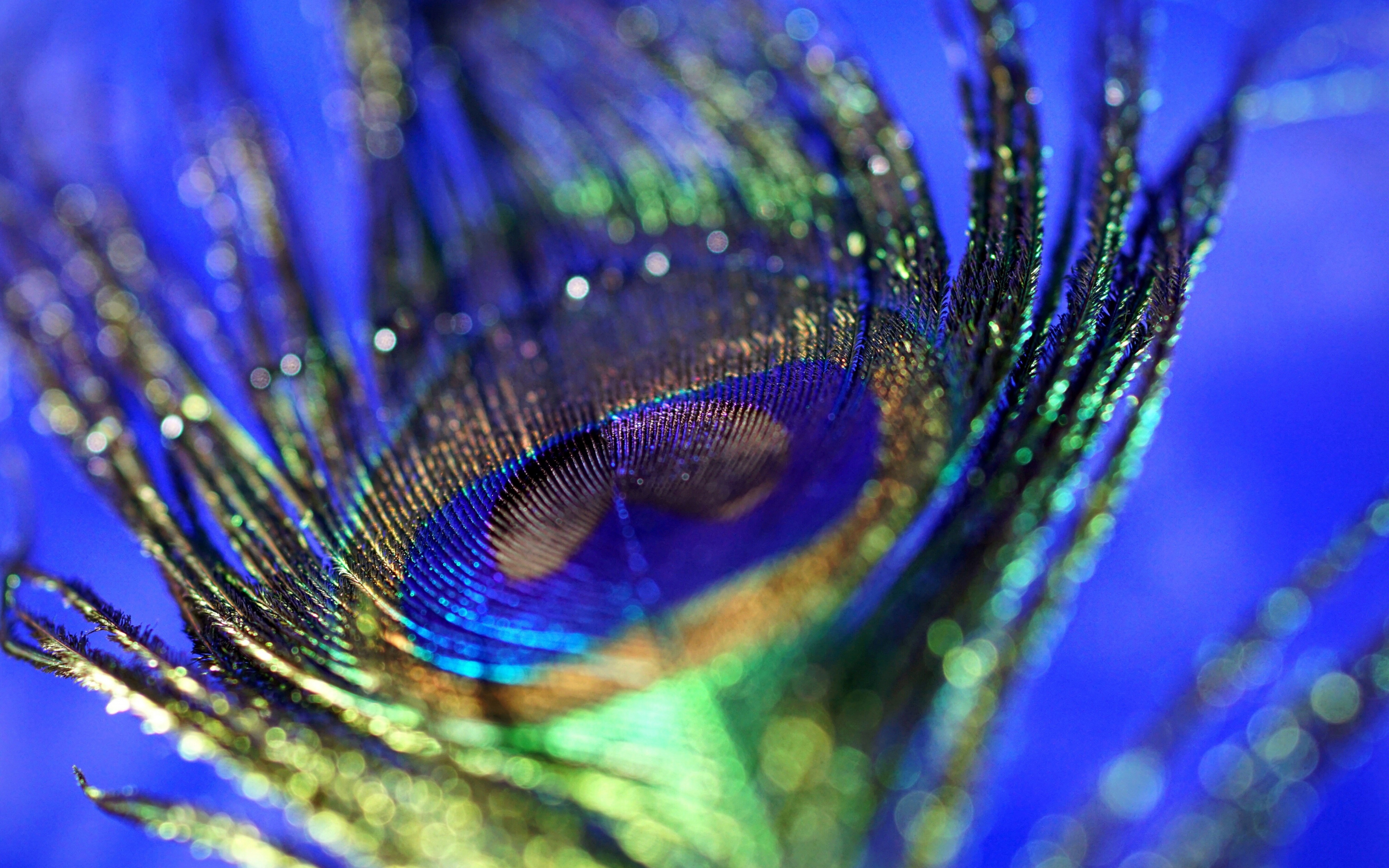 Peacock, plumage, feather, colorful, close up, bokeh, 2880x1800 wallpaper