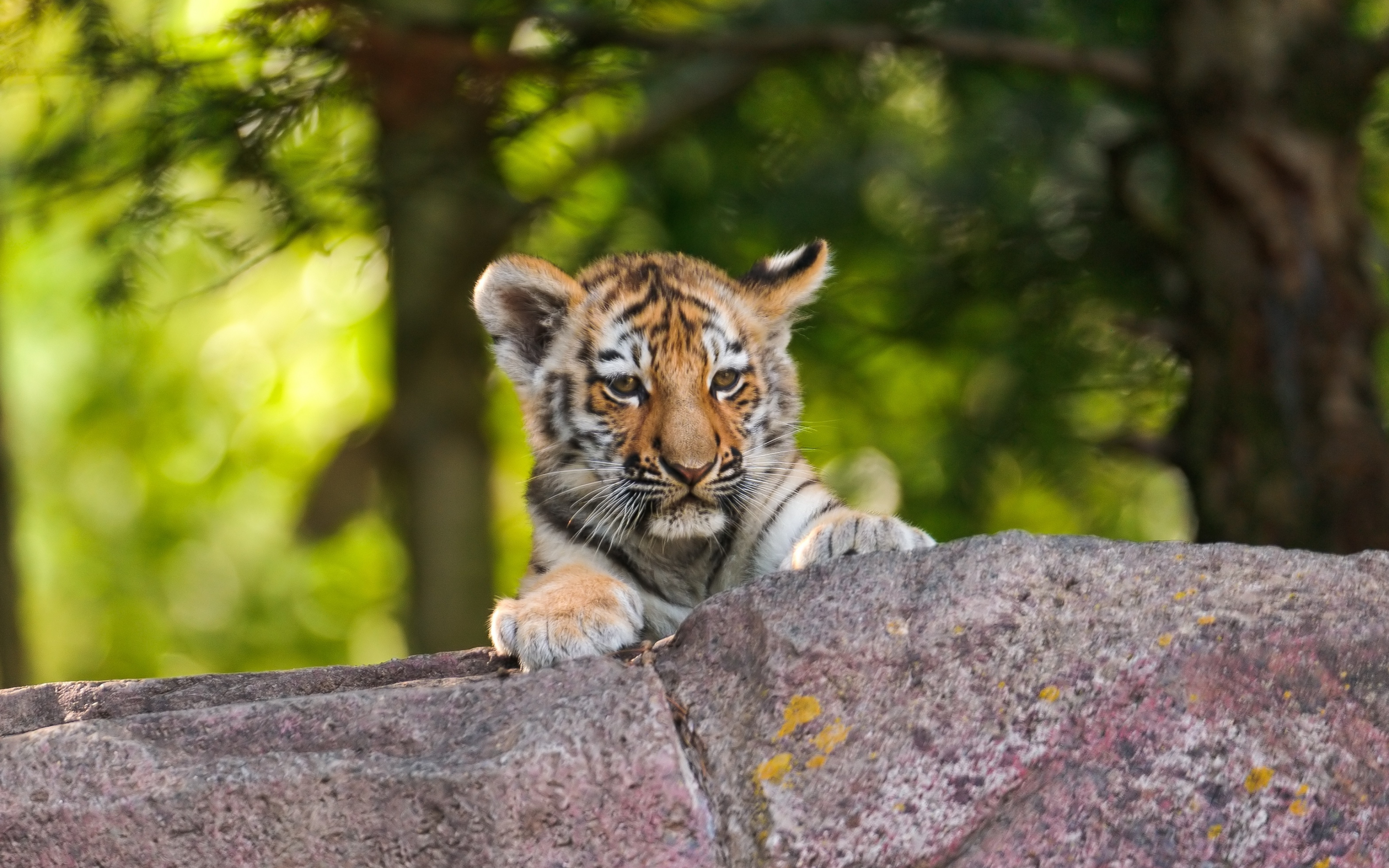 Teen tiger, wild beast, animal, 2880x1800 wallpaper