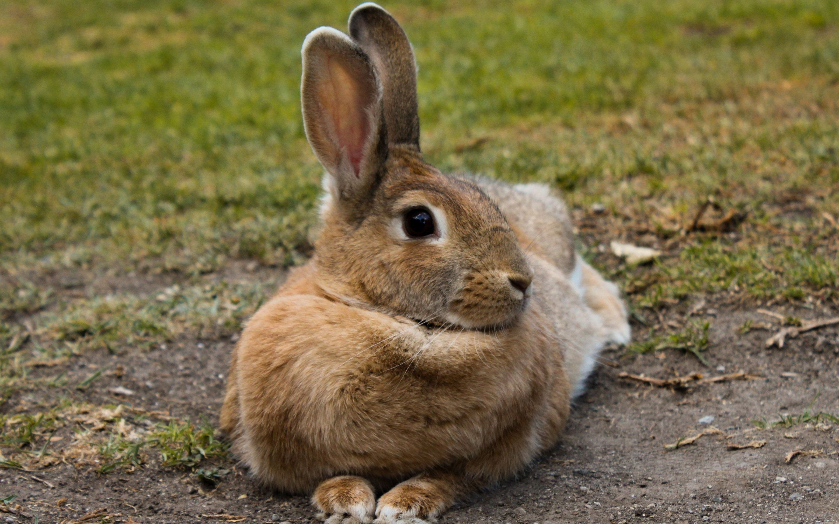 Hare, rabbit, animal, cute, 2880x1800 wallpaper