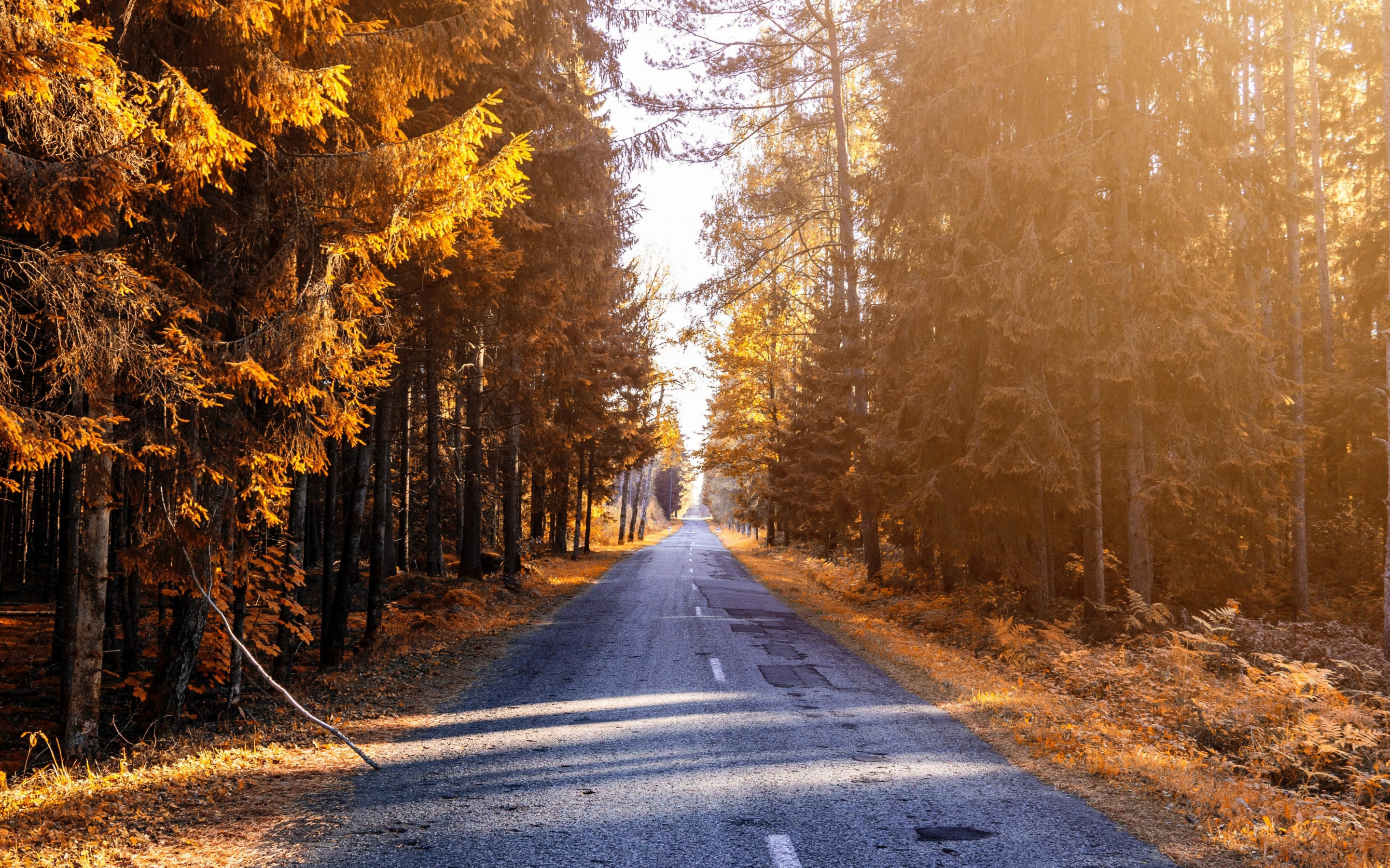 Autumn, trees, road, path, sunlight, nature, 2880x1800 wallpaper
