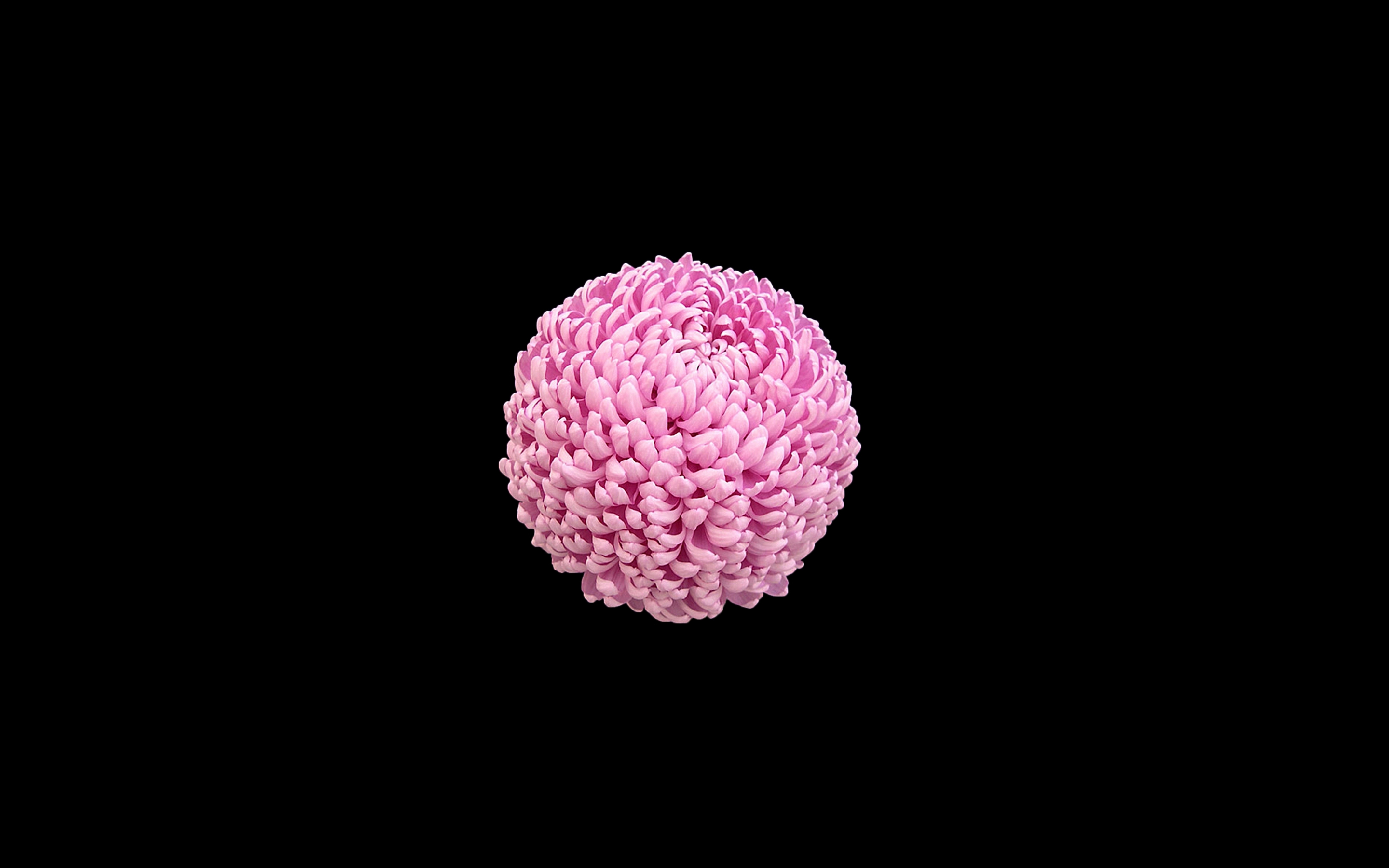 Pink flower ball, minimal, 2880x1800 wallpaper