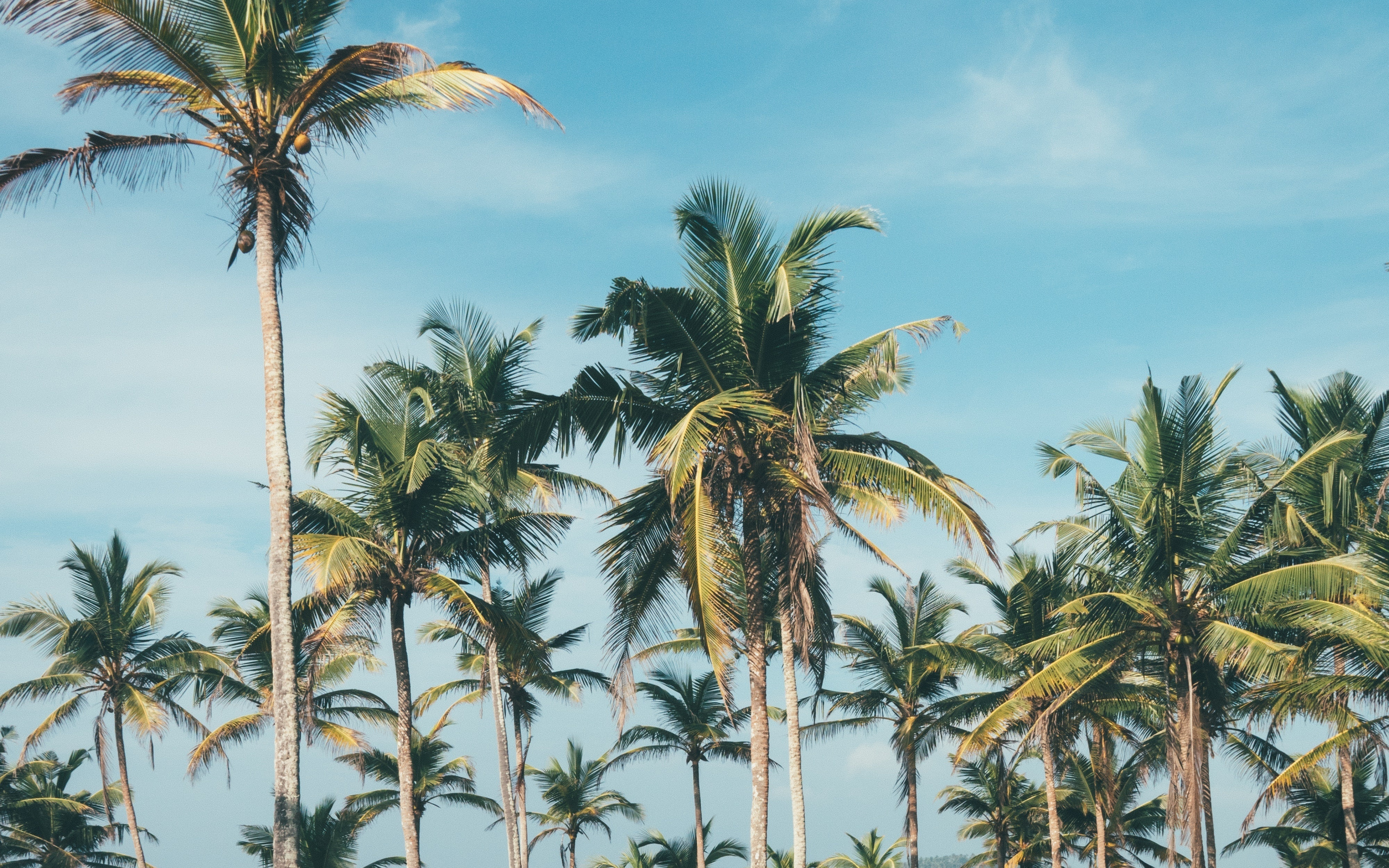Palm trees, beach, sunny day, 2880x1800 wallpaper
