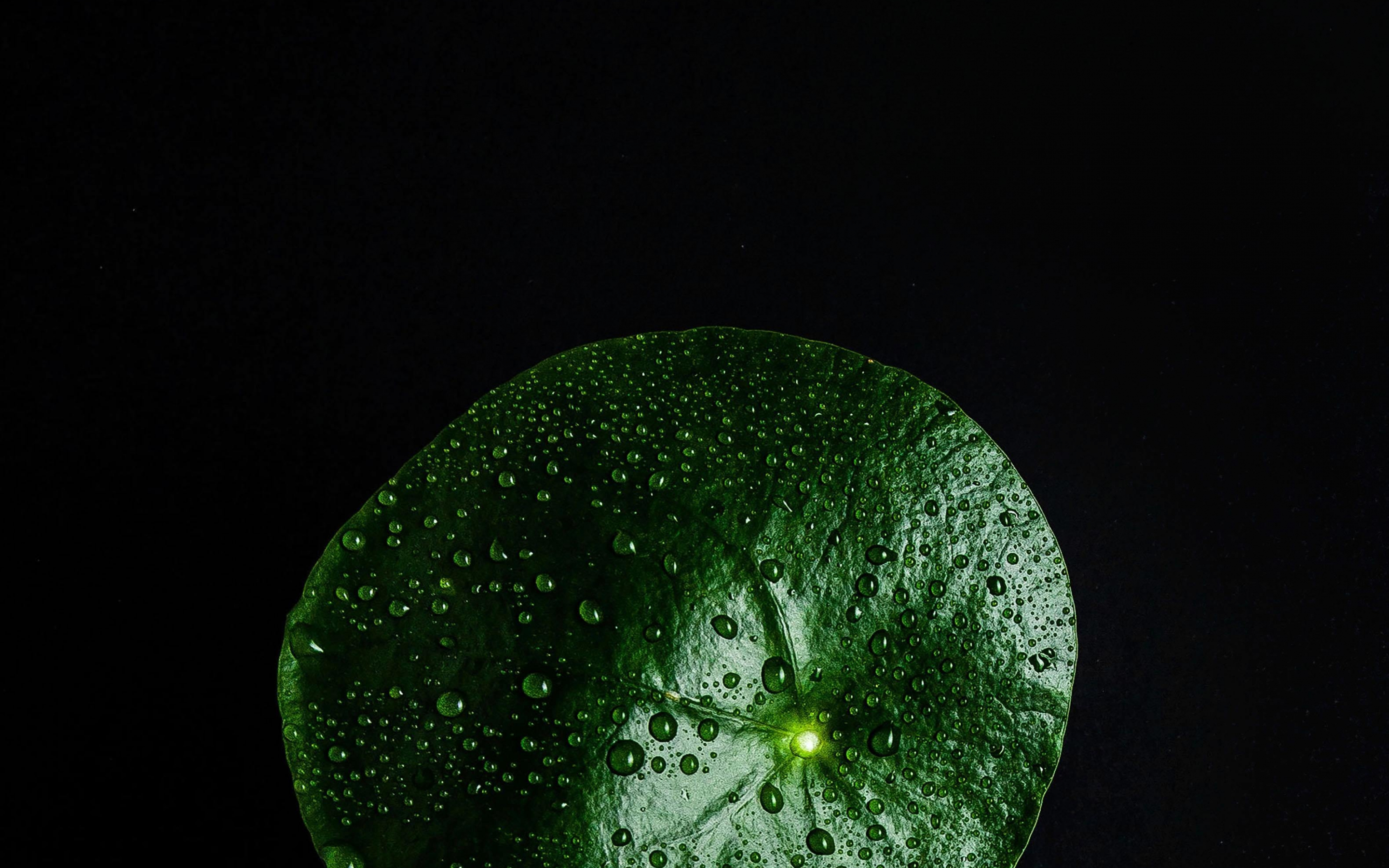 Green leaf, drops on surface, close up, 2880x1800 wallpaper