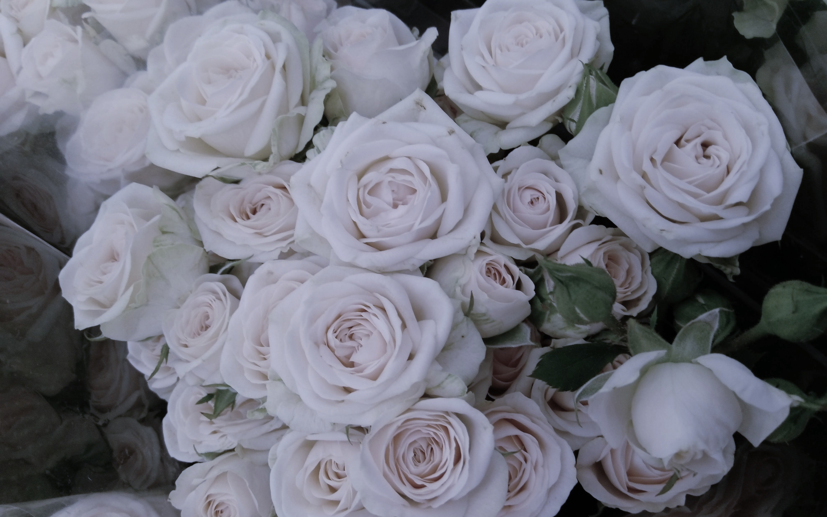 Roses, white flowers, bouquet, 2880x1800 wallpaper
