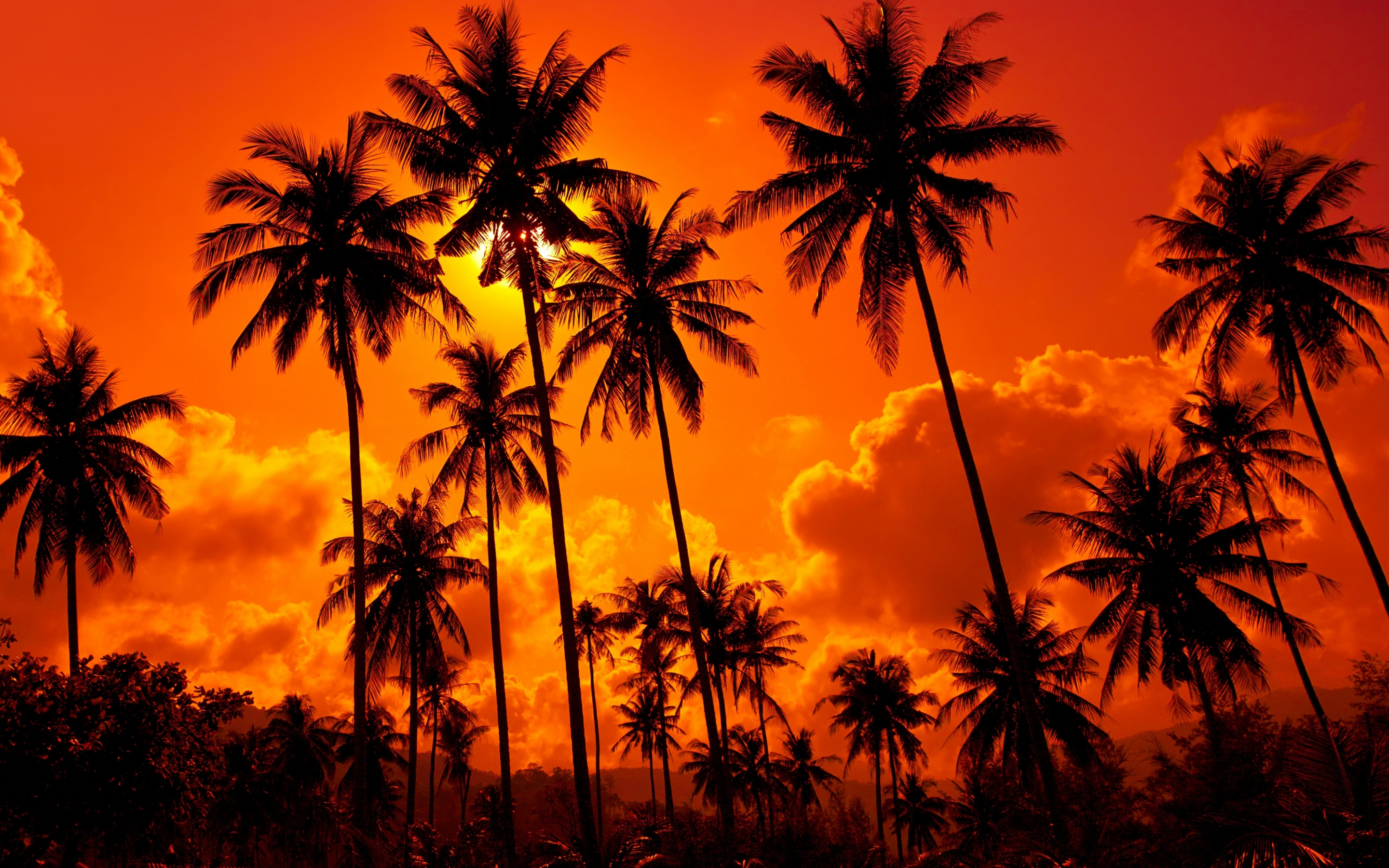 Orange sunset, palms, clouds, silhouette, 2880x1800 wallpaper