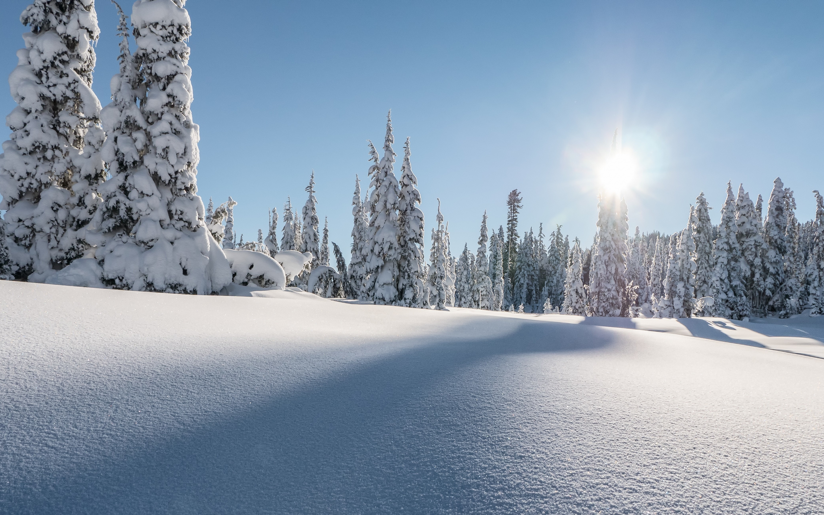 Strathcona provincial park, winter, pine trees, landscape, canada, 2880x1800 wallpaper